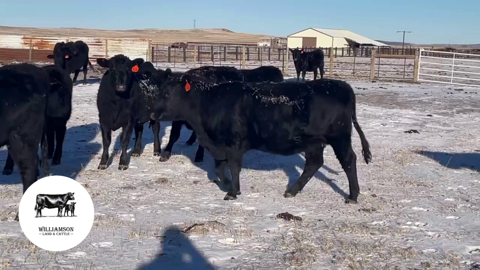 BH1226A-50 hd 2 yr old Black Angus/Black Baldy Bred Heifers-Wyoming