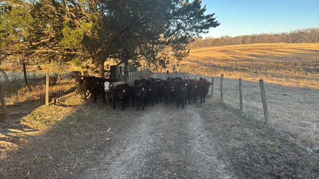 Wagyu x Black Angus F1 Open Yearling Heifers