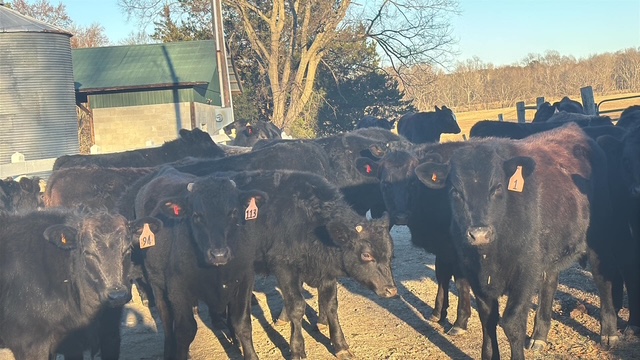 Wagyu x Black Angus F1 Open Yearling Heifers