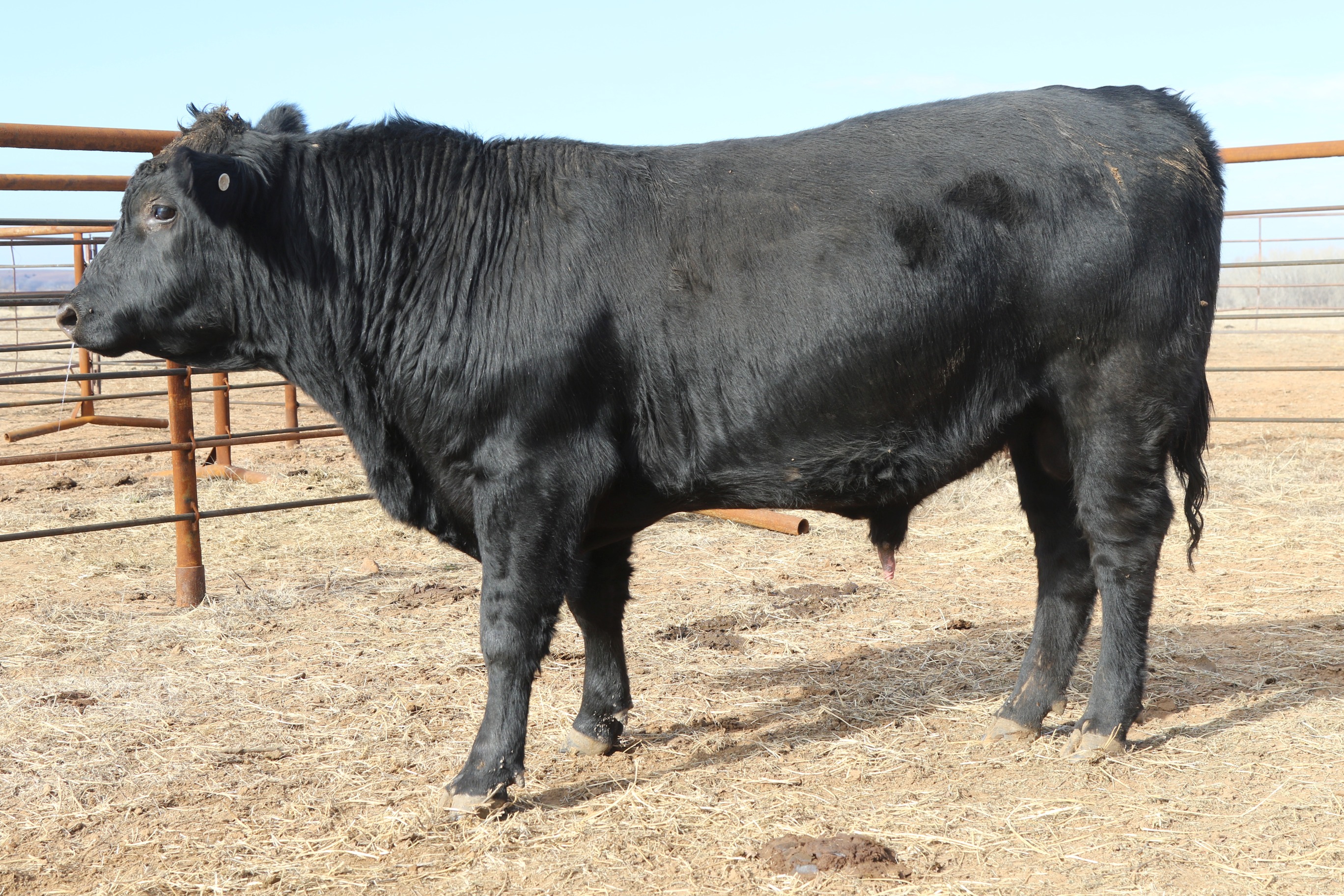 Registered Angus Bulls - 2 yr old