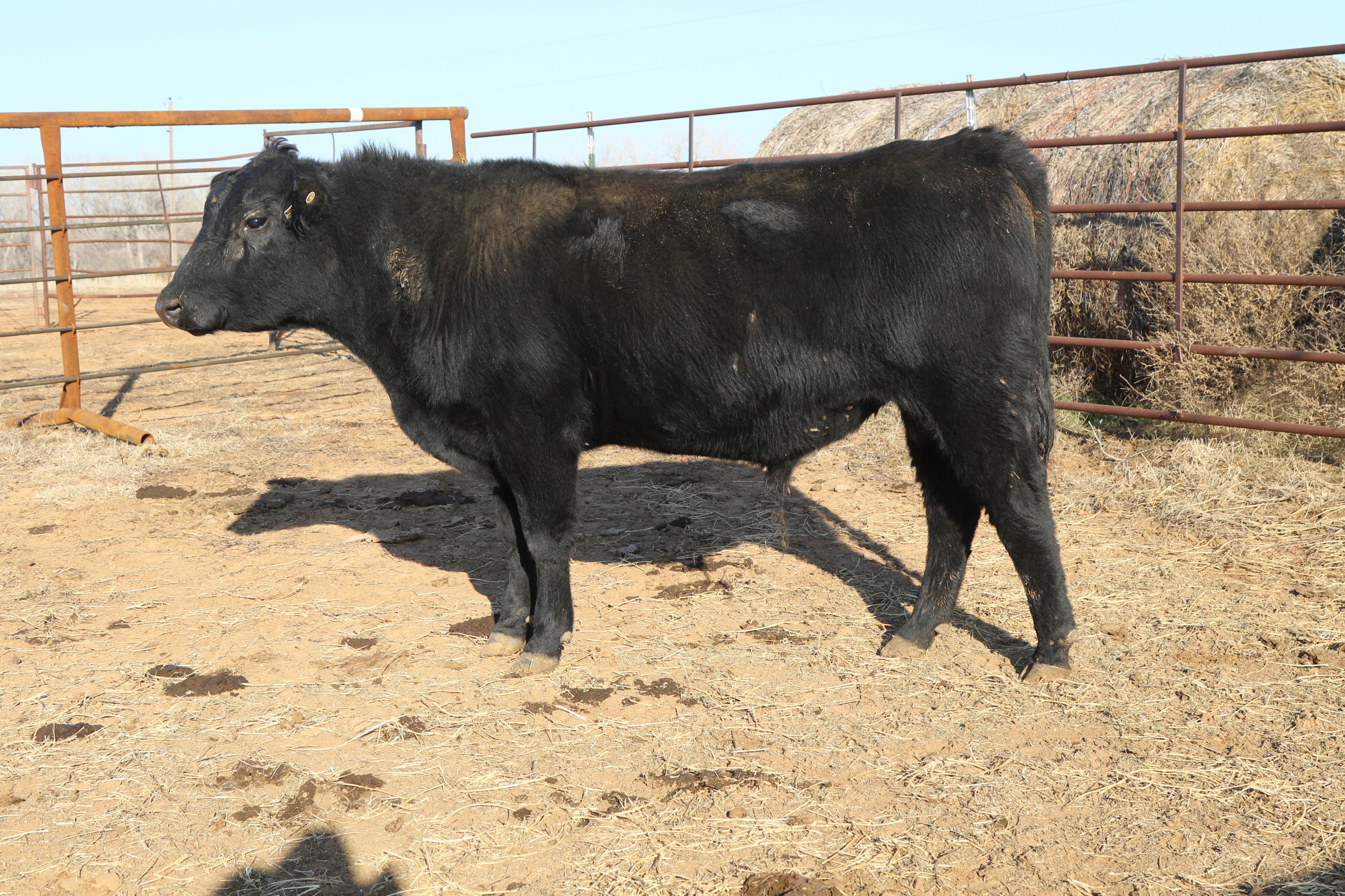 Registered Angus Bulls - 2 yr old