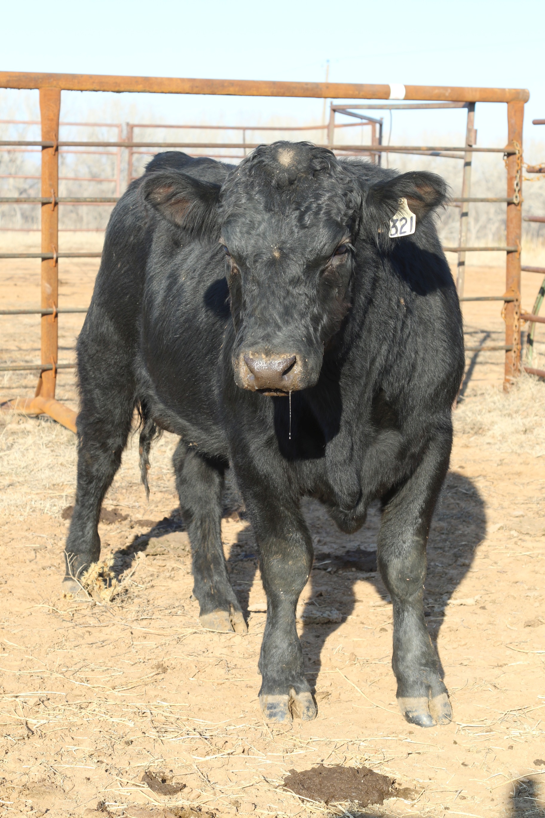 Registered Angus Bulls - 2 yr old