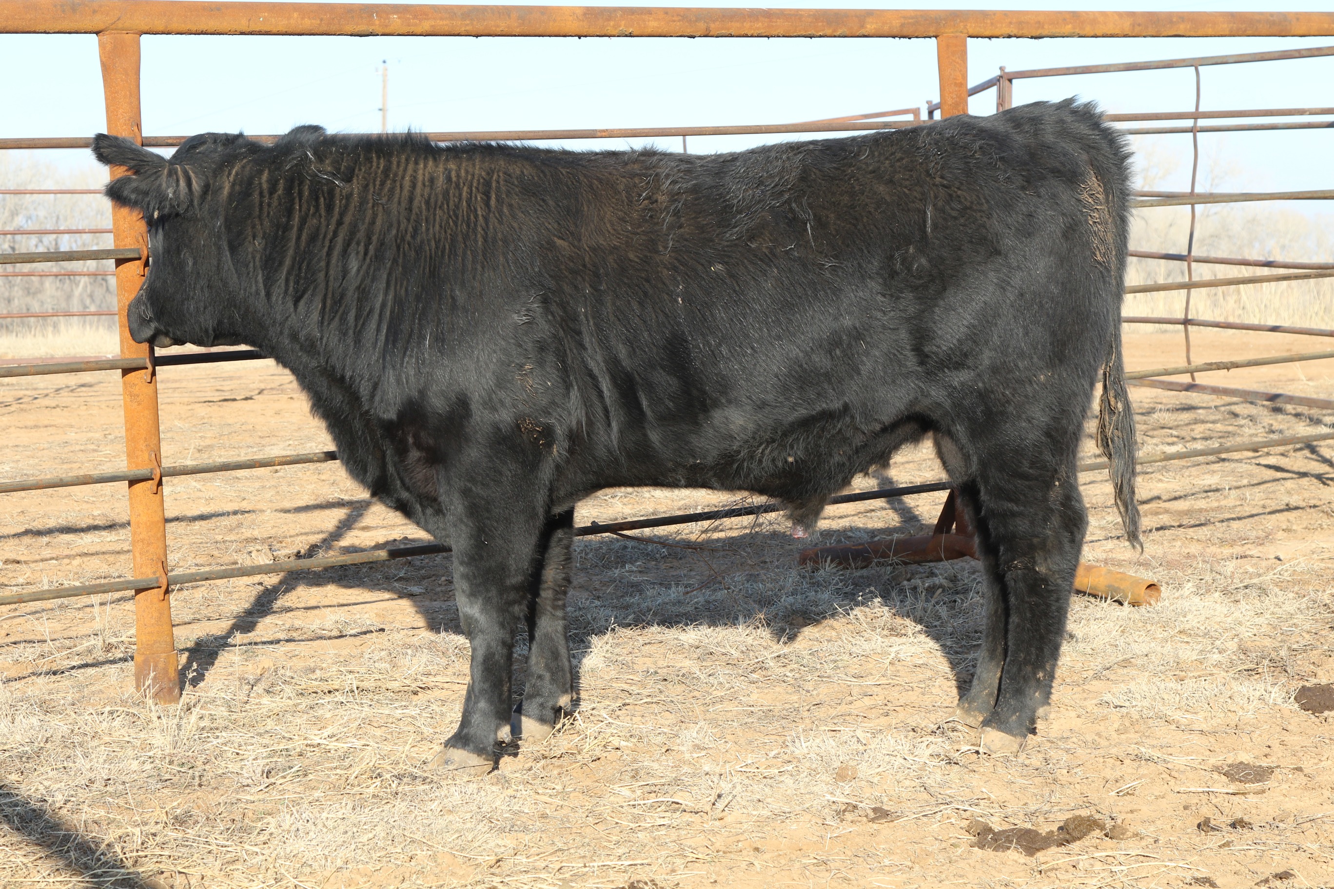 Registered Angus Bulls - 2 yr old