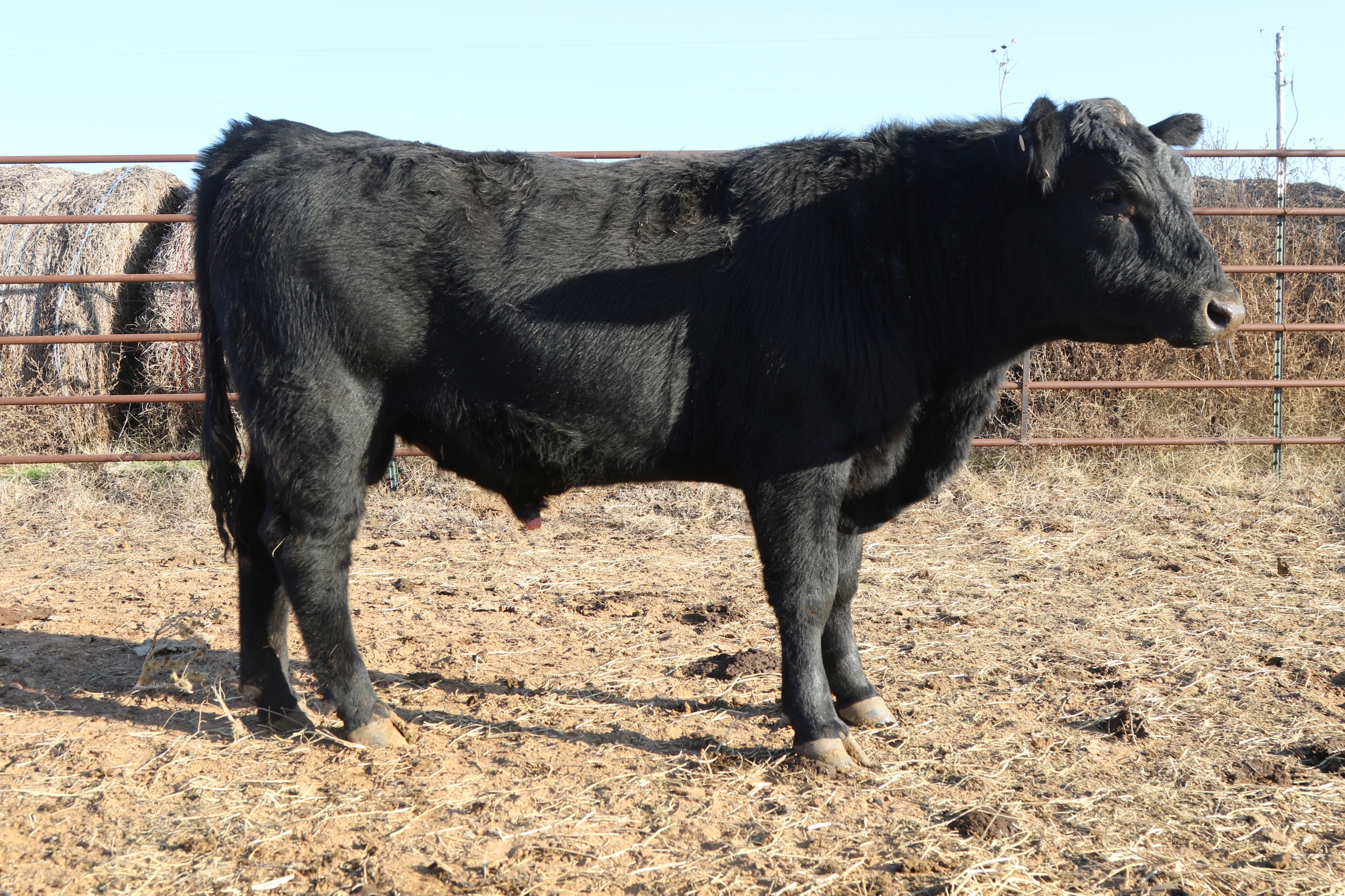 Registered Angus Bulls - 2 yr old