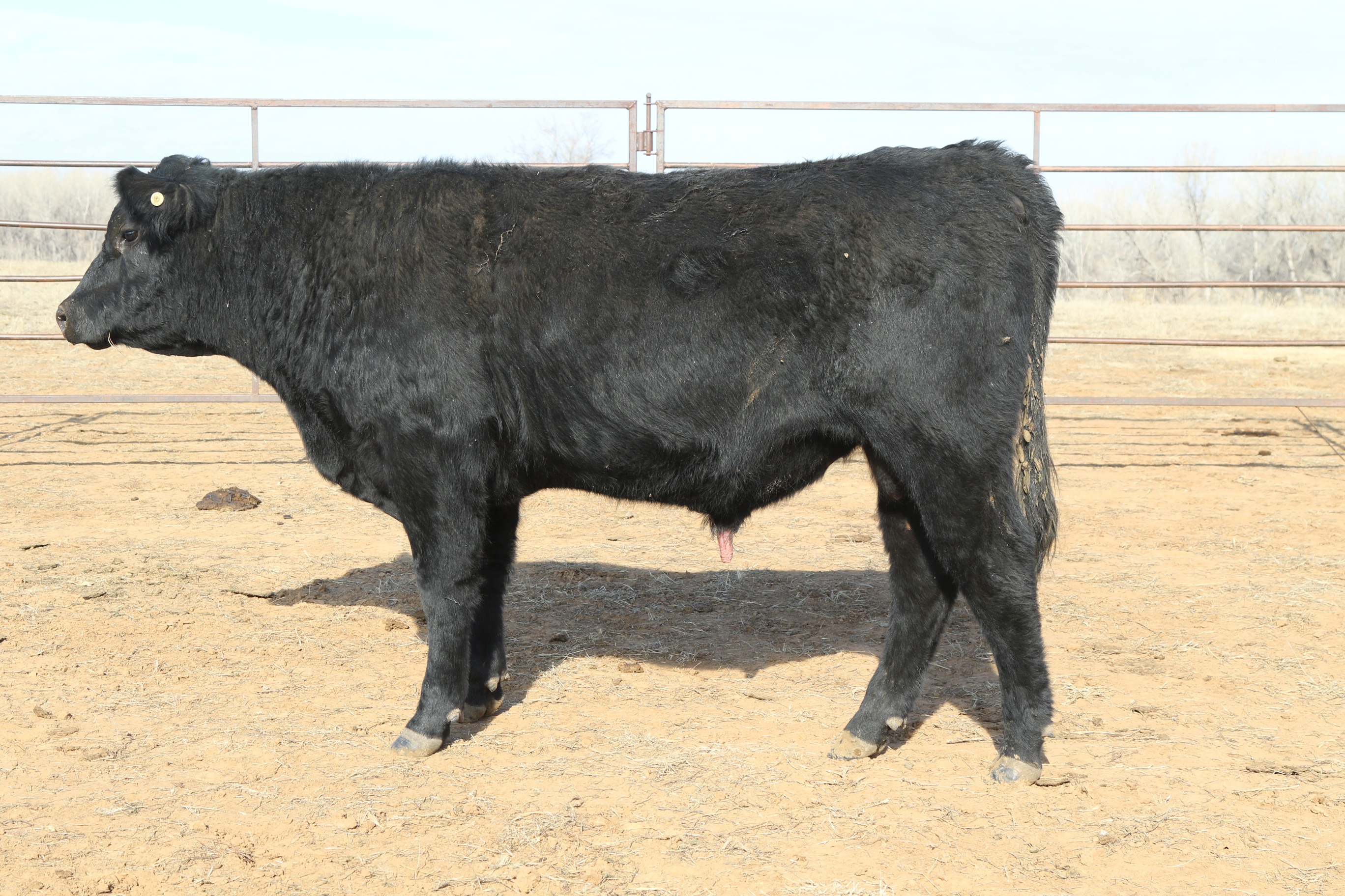 Registered Angus Bulls - 2 yr old