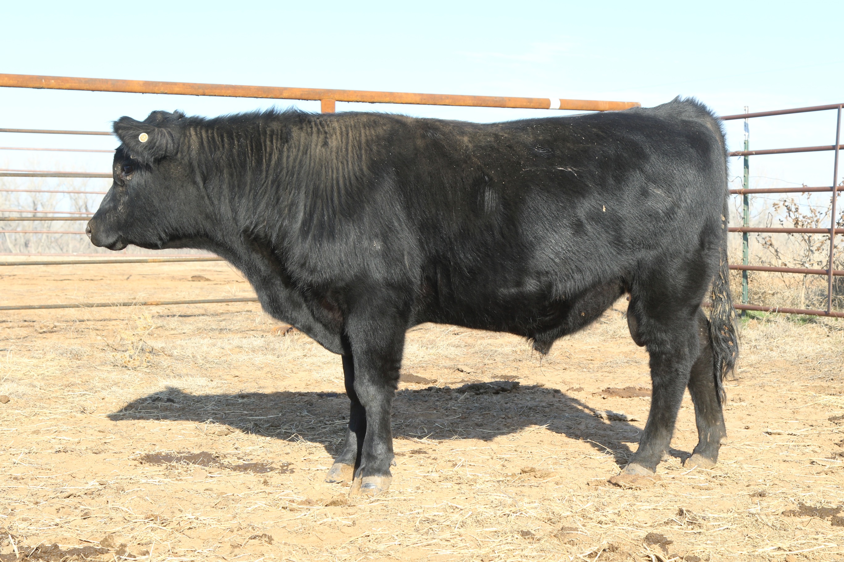 Registered Angus Bulls - 2 yr old