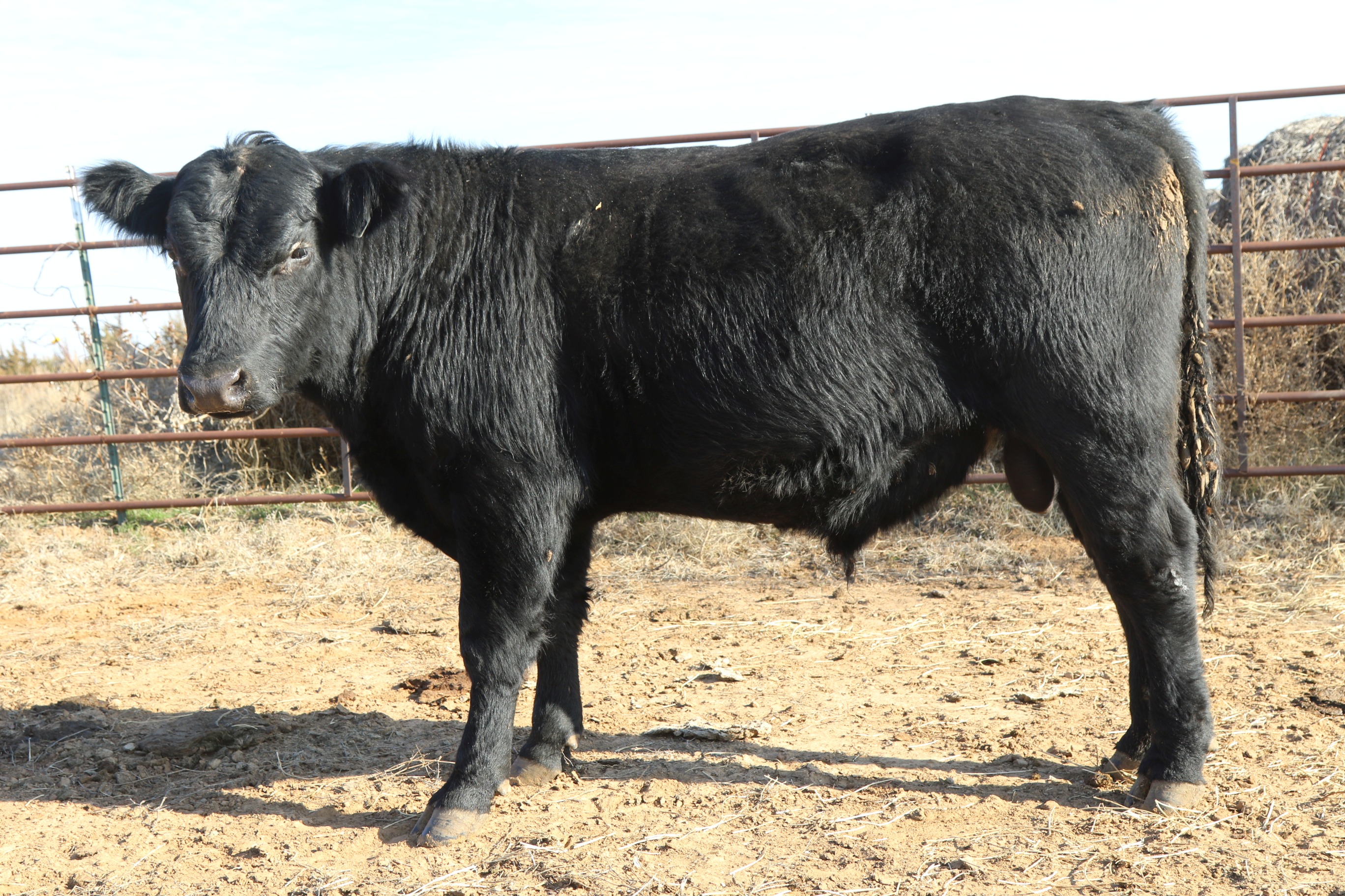 Registered Angus Bulls - 2 yr old