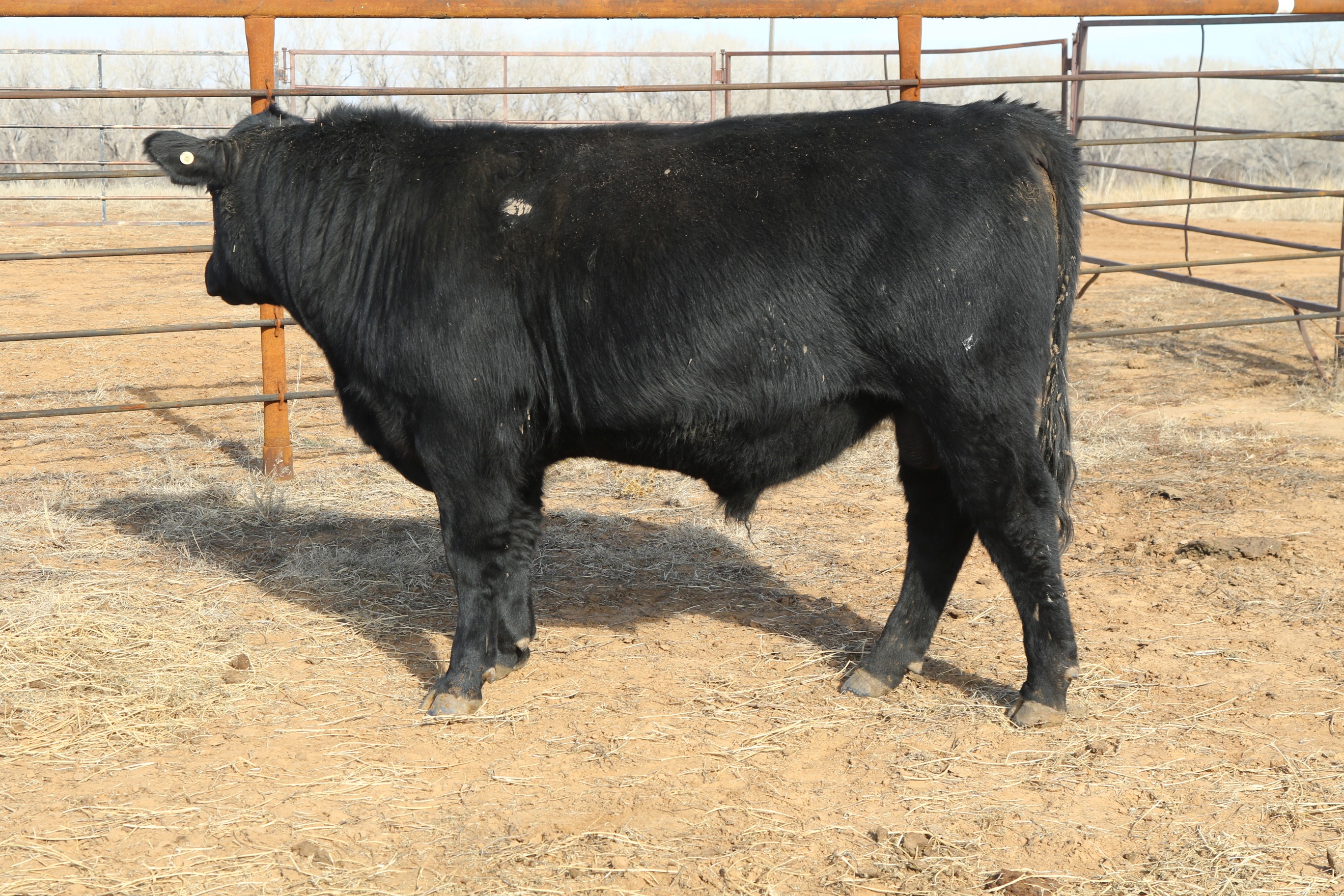 Registered Angus Bulls - 2 yr old