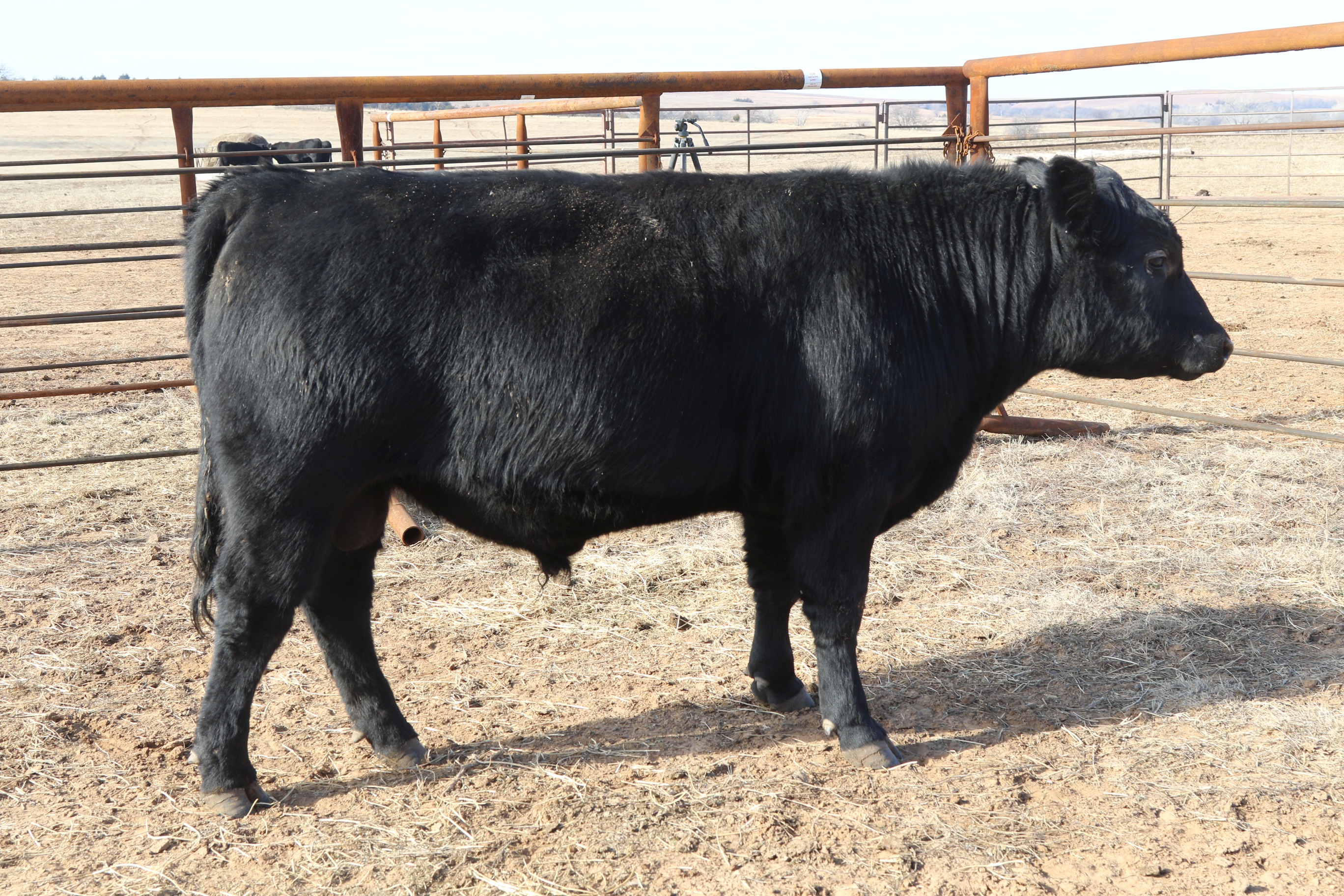 Registered Angus Bulls - 2 yr old