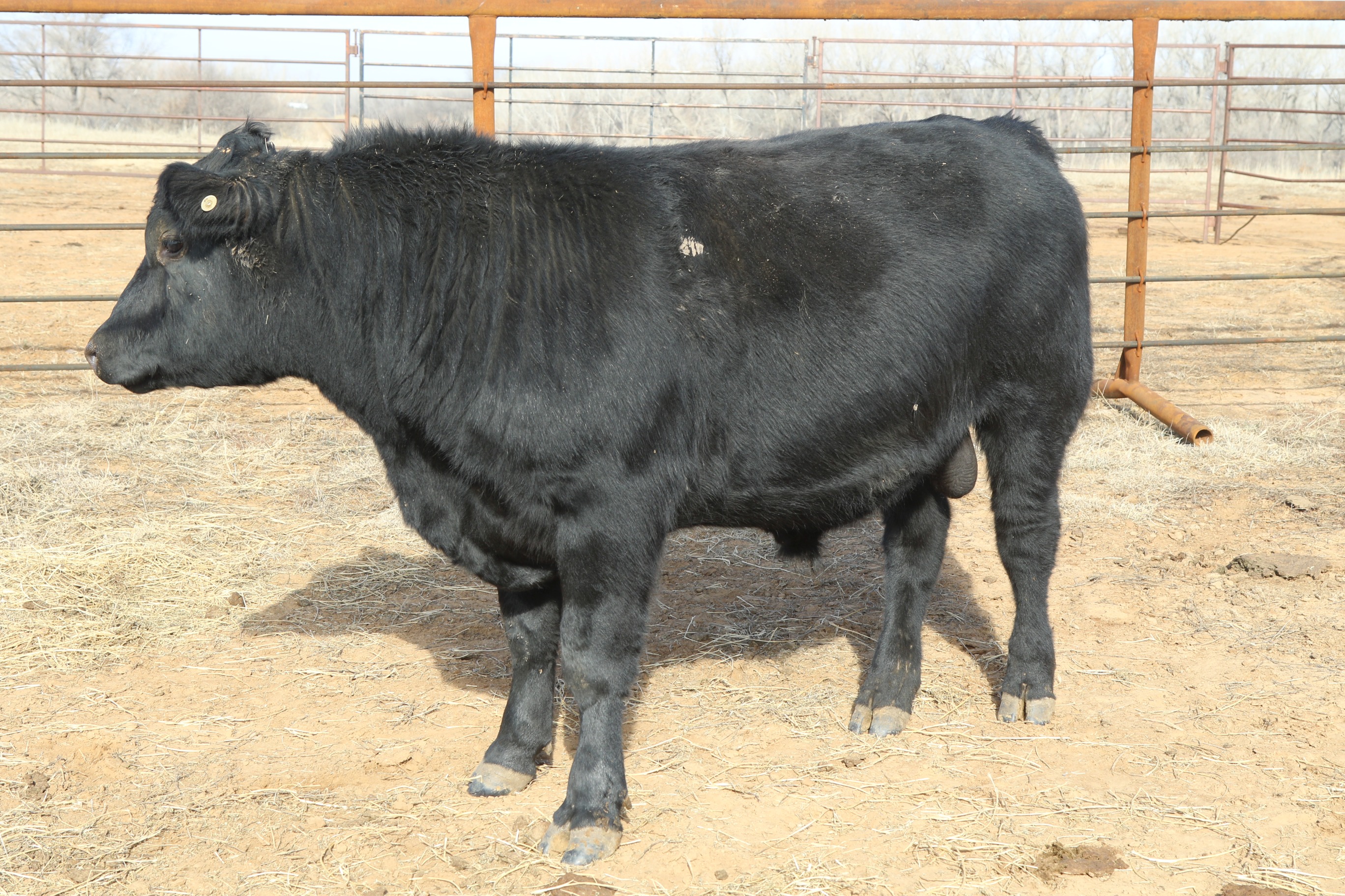 Registered Angus Bulls - 2 yr old