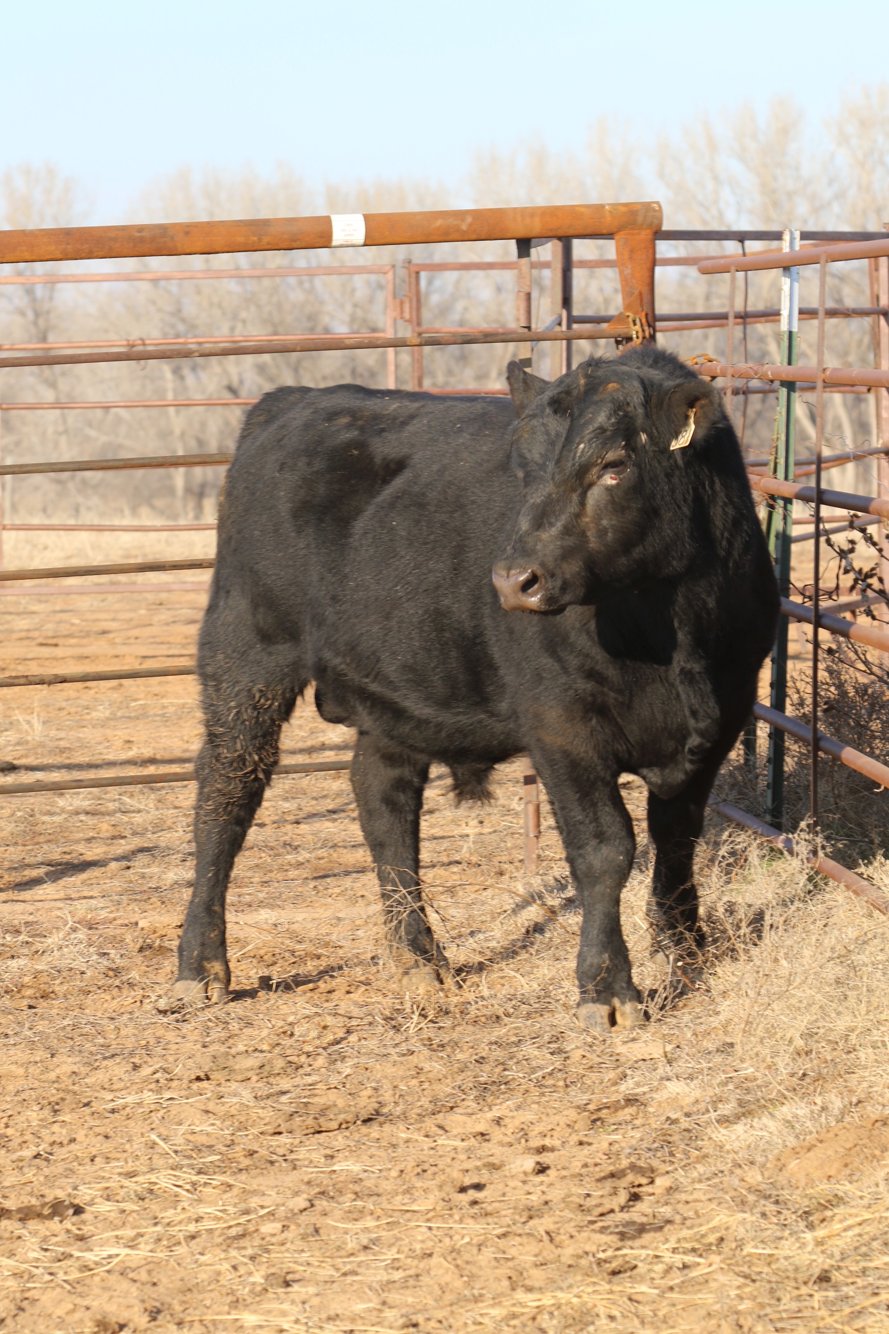 Registered Angus Bulls - 2 yr old