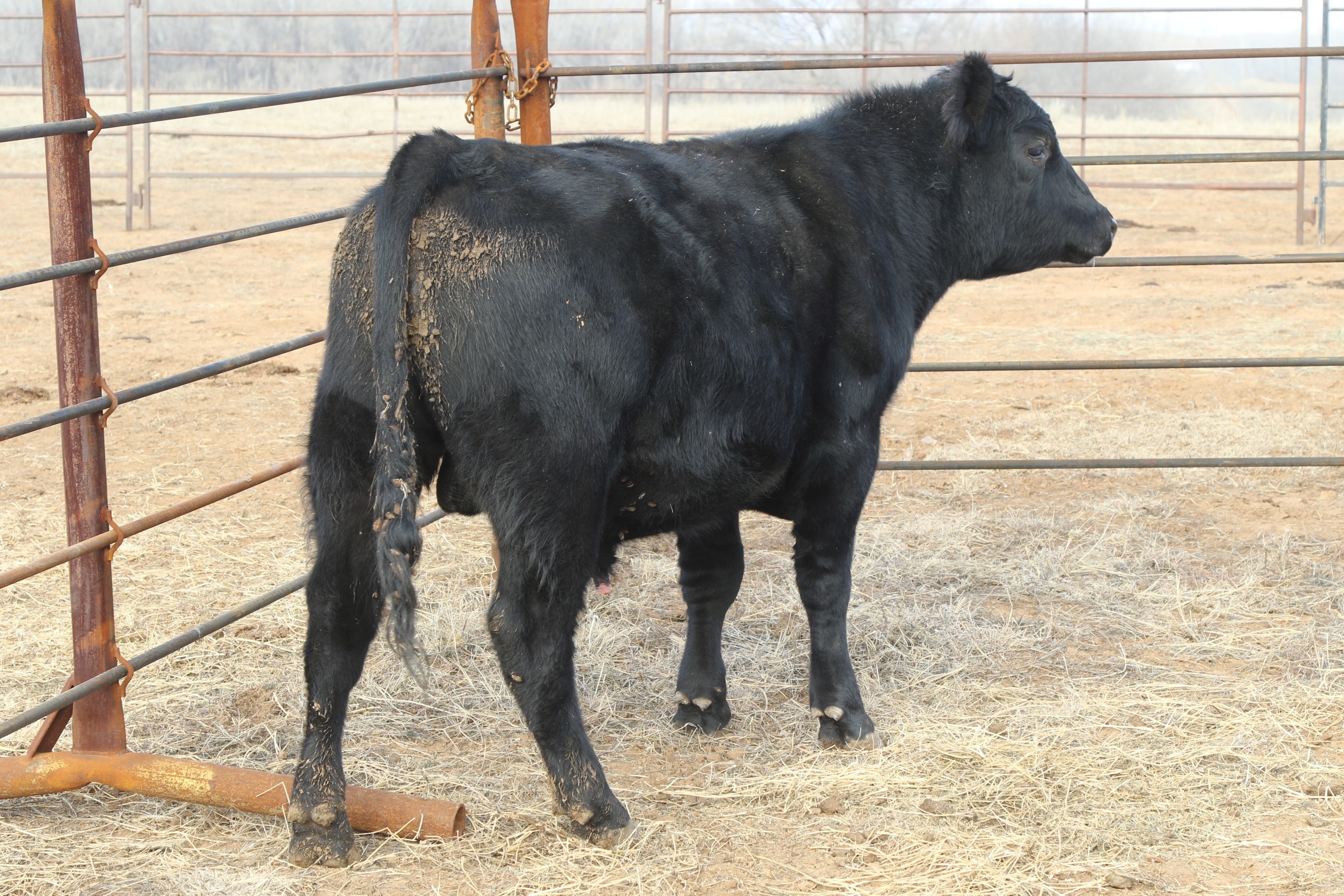 Registered Angus Bulls - 2 yr old