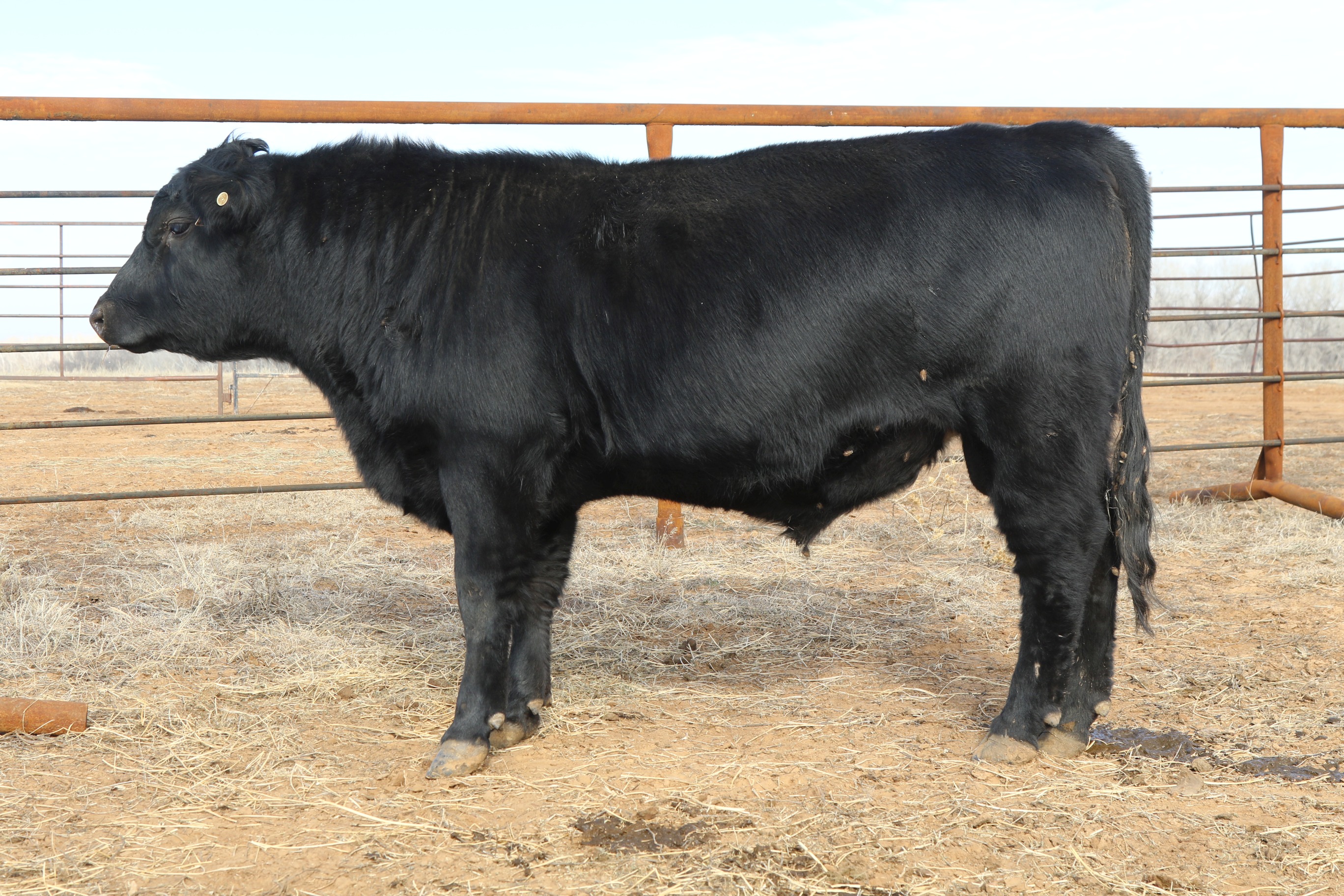 Registered Angus Bulls - 2 yr old