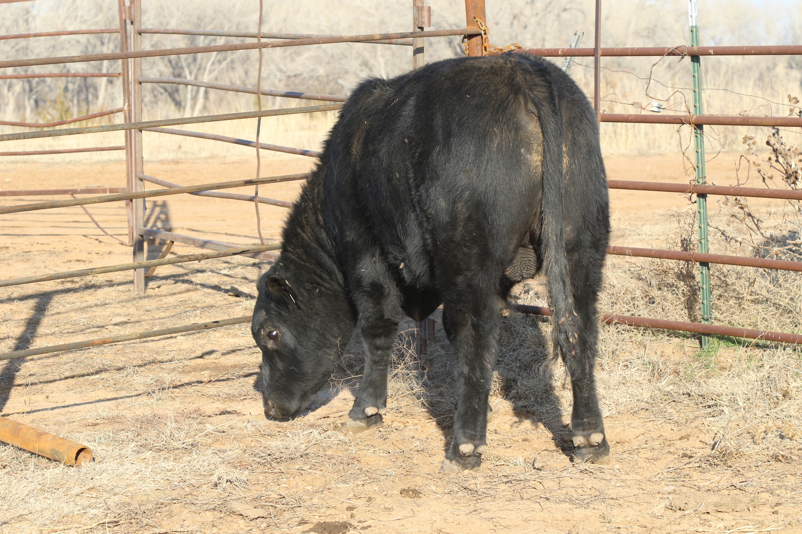 Registered Angus Bulls - 2 yr old