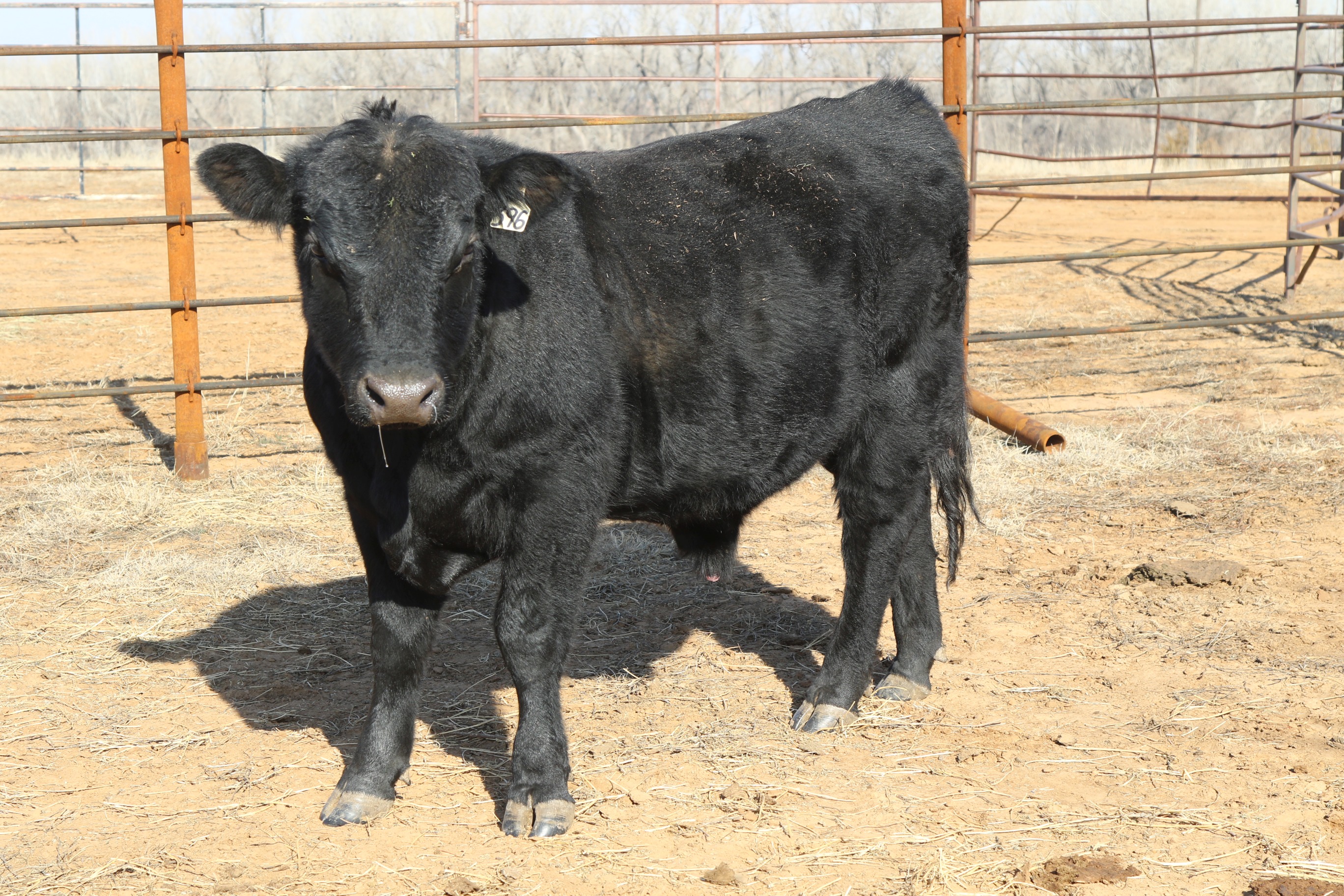 Registered Angus Bulls - 2 yr old