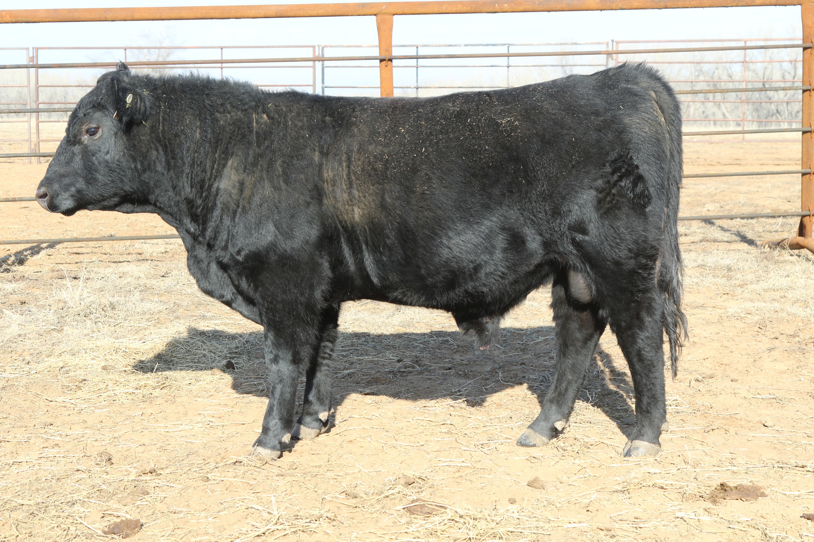 Registered Angus Bulls - 2 yr old