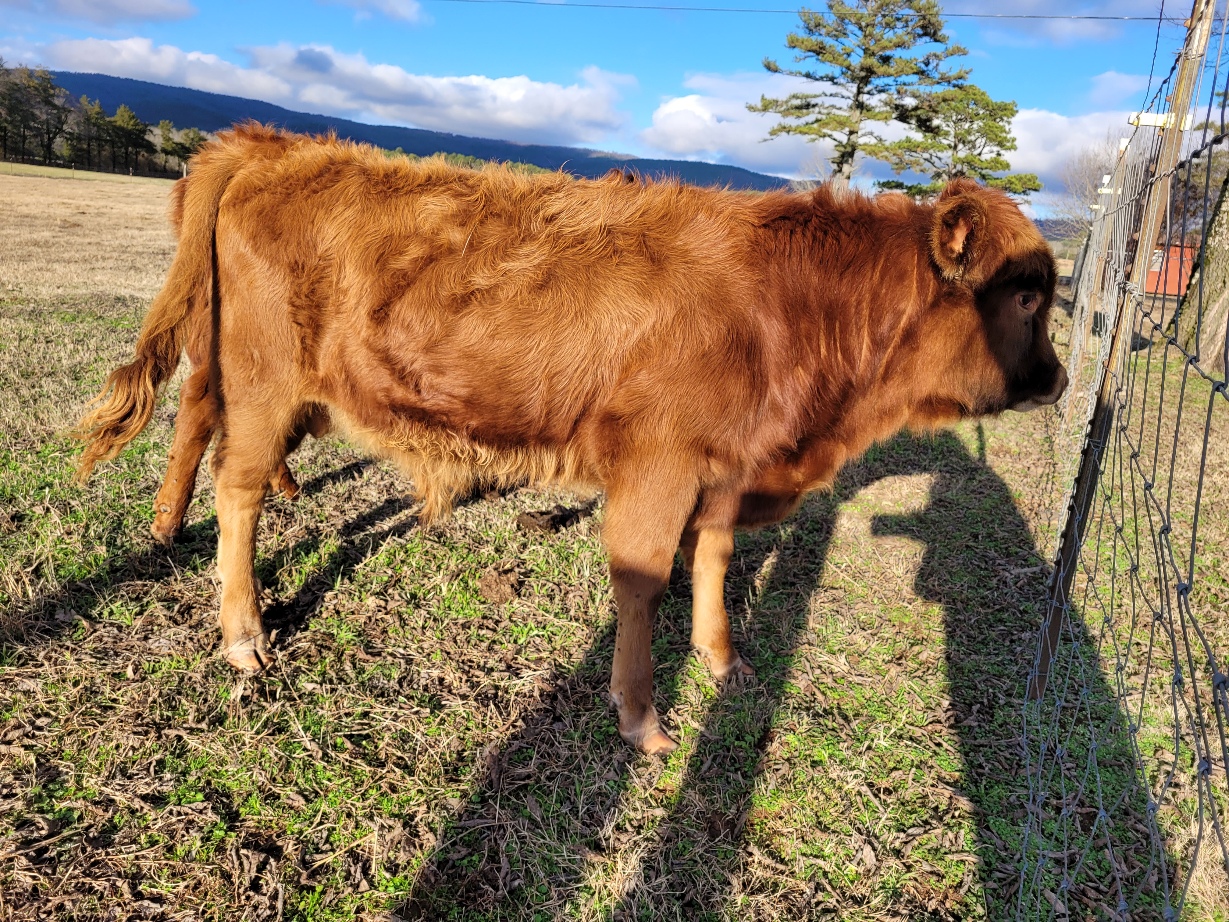 DEXTER PUREBRED RED BULL CALF