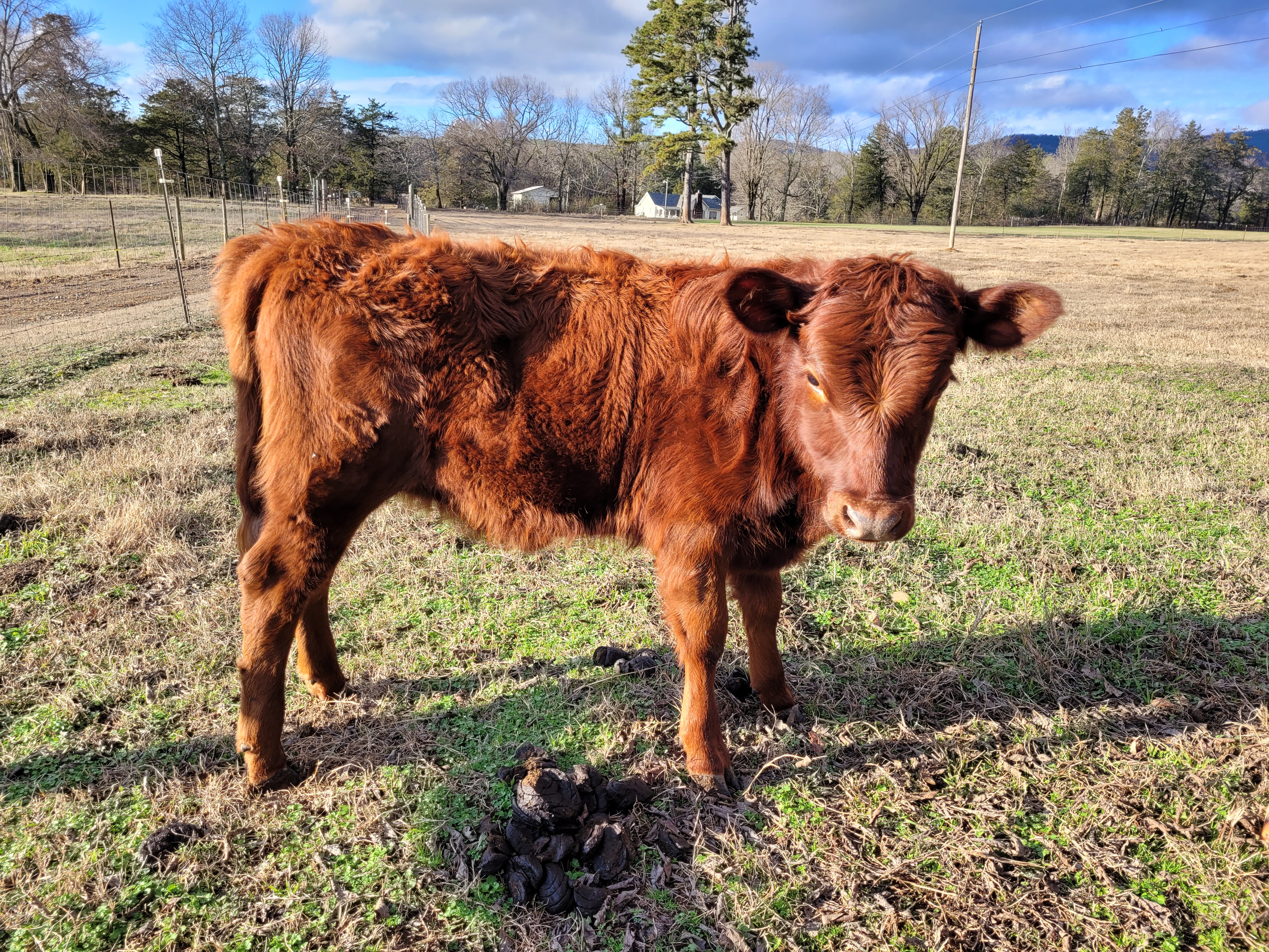 Dexter Purebred Red Heifer calf