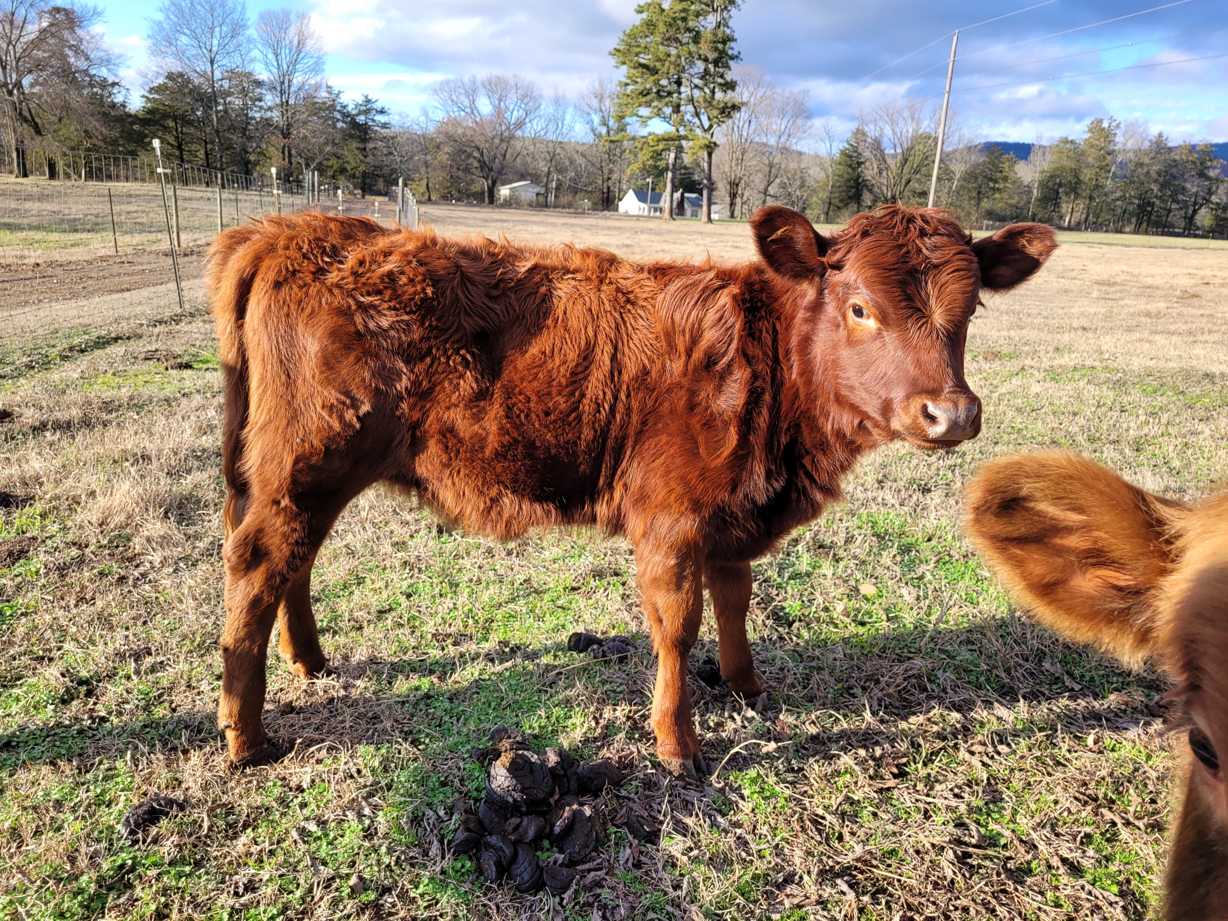 Dexter Purebred Red Heifer calf