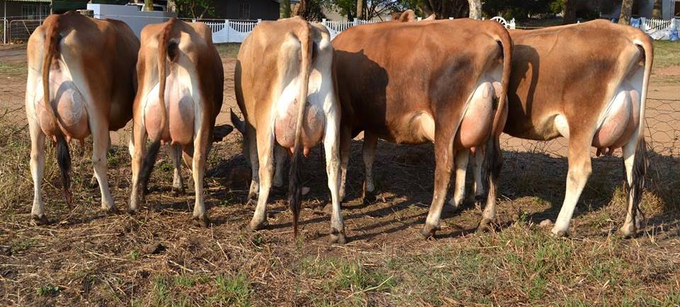 Jersey heifers, bred heifers and milking cows A2A2 Tested