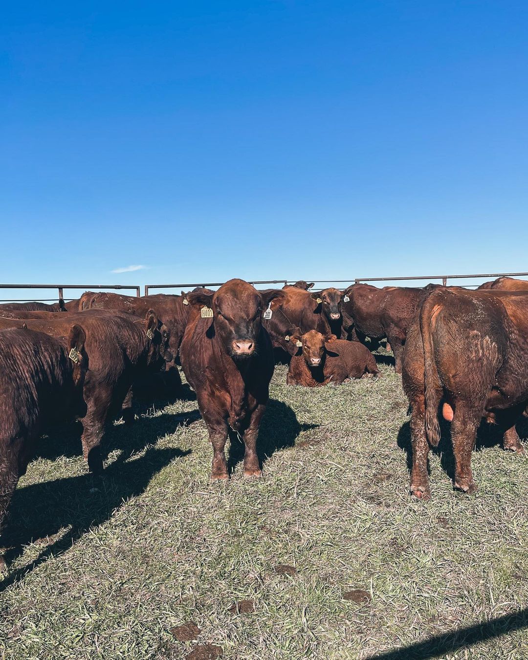 Purebred Red Angus- Bred Heifers, open heifers and steers.