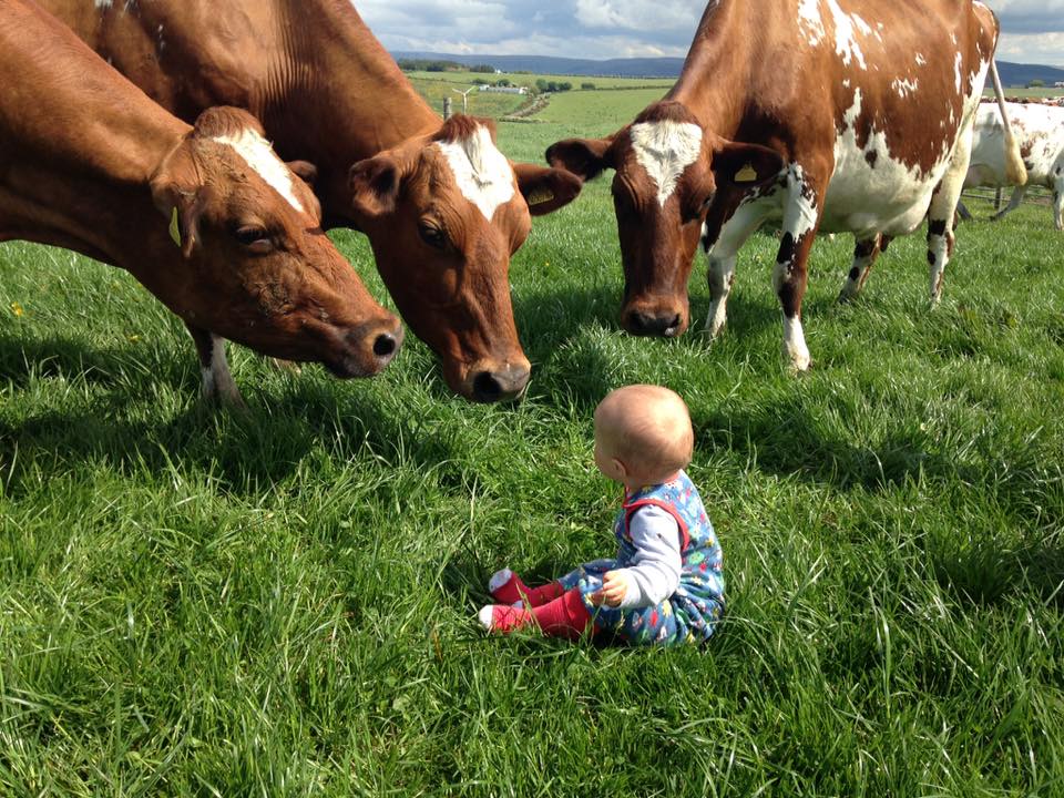 Ayrshire Bred Heifers and fresh cows for sale