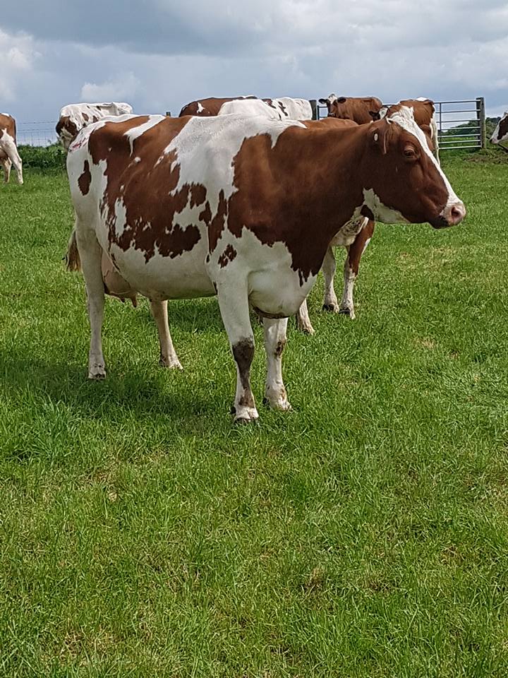 Ayrshire Bred Heifers and fresh cows for sale