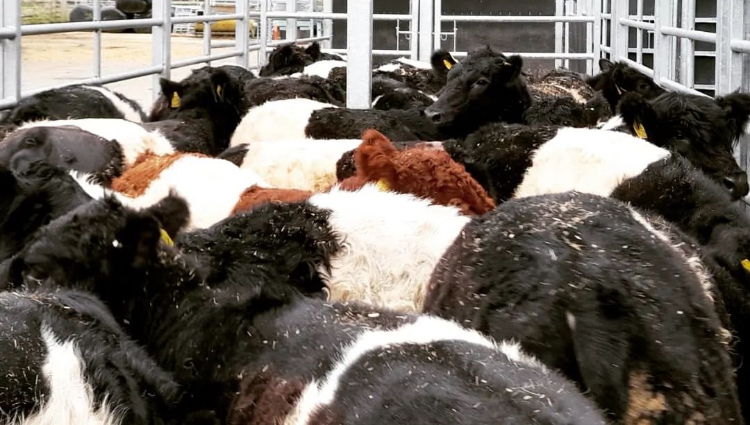 Belted Galloway cattle for sale