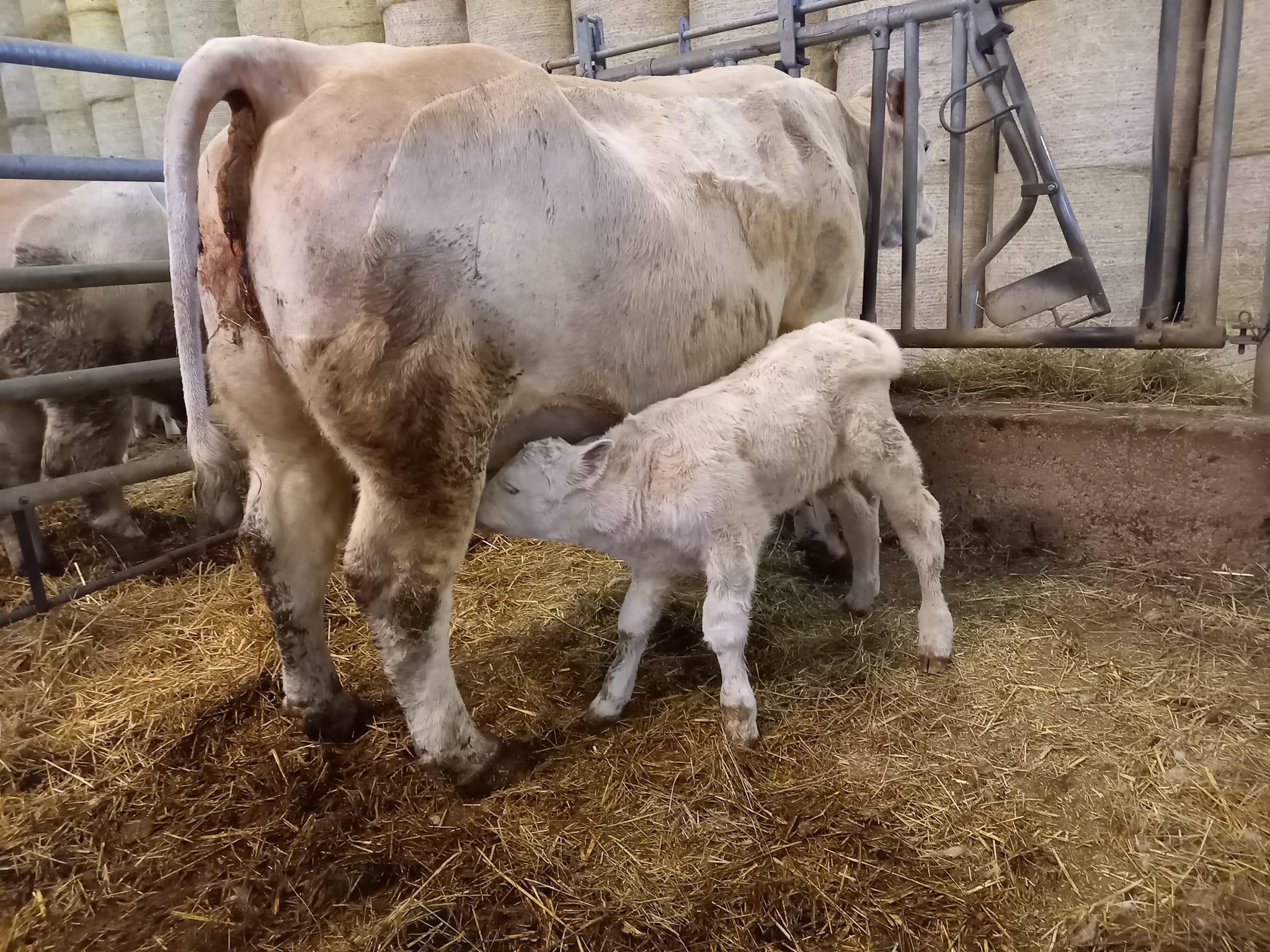 Charolais bred & Open Heifers, Cow/calf Pairs, and bulls