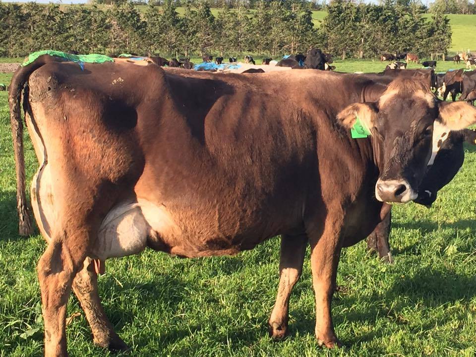 Brown Swiss (braunvieh) Open Heifers And Bred Cows A2/a2