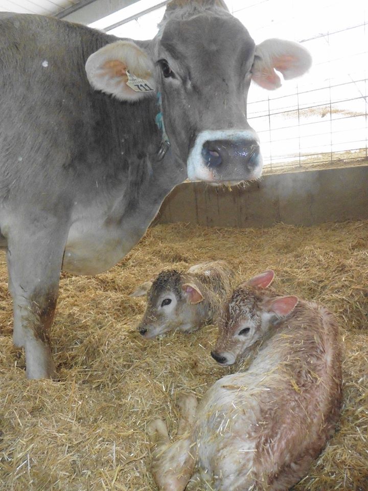 Brown Swiss (braunvieh) Open Heifers And Bred Cows A2/a2