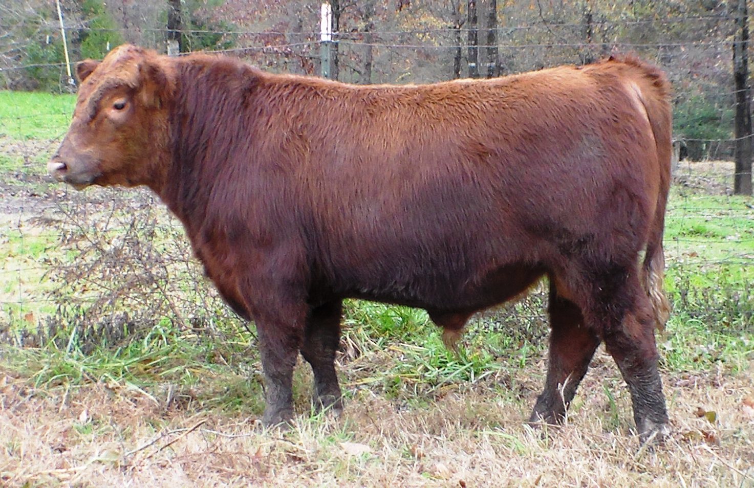 Bull and Female Sale