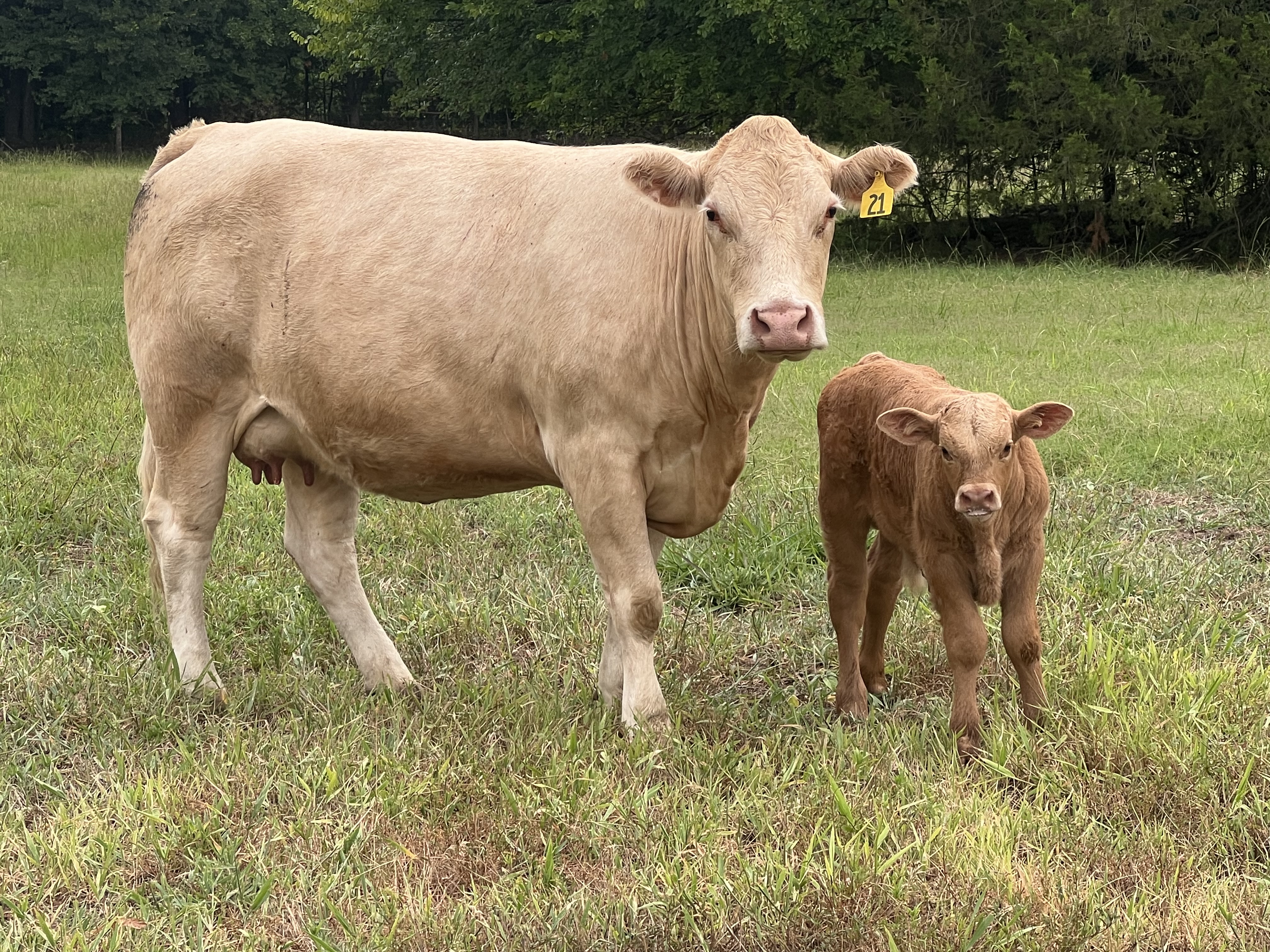 F1 Akaushi/Charolais Cows