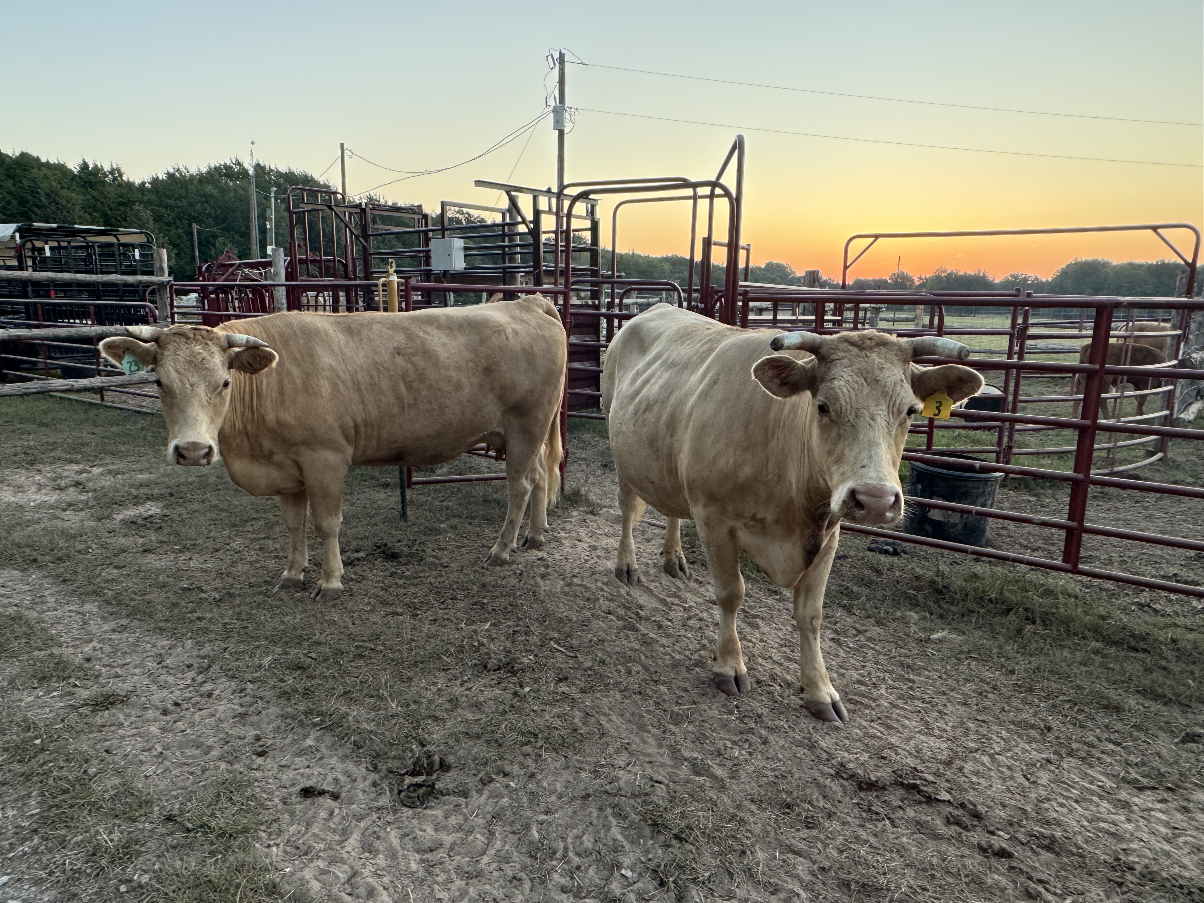 F1 Akaushi/Charolais Cows