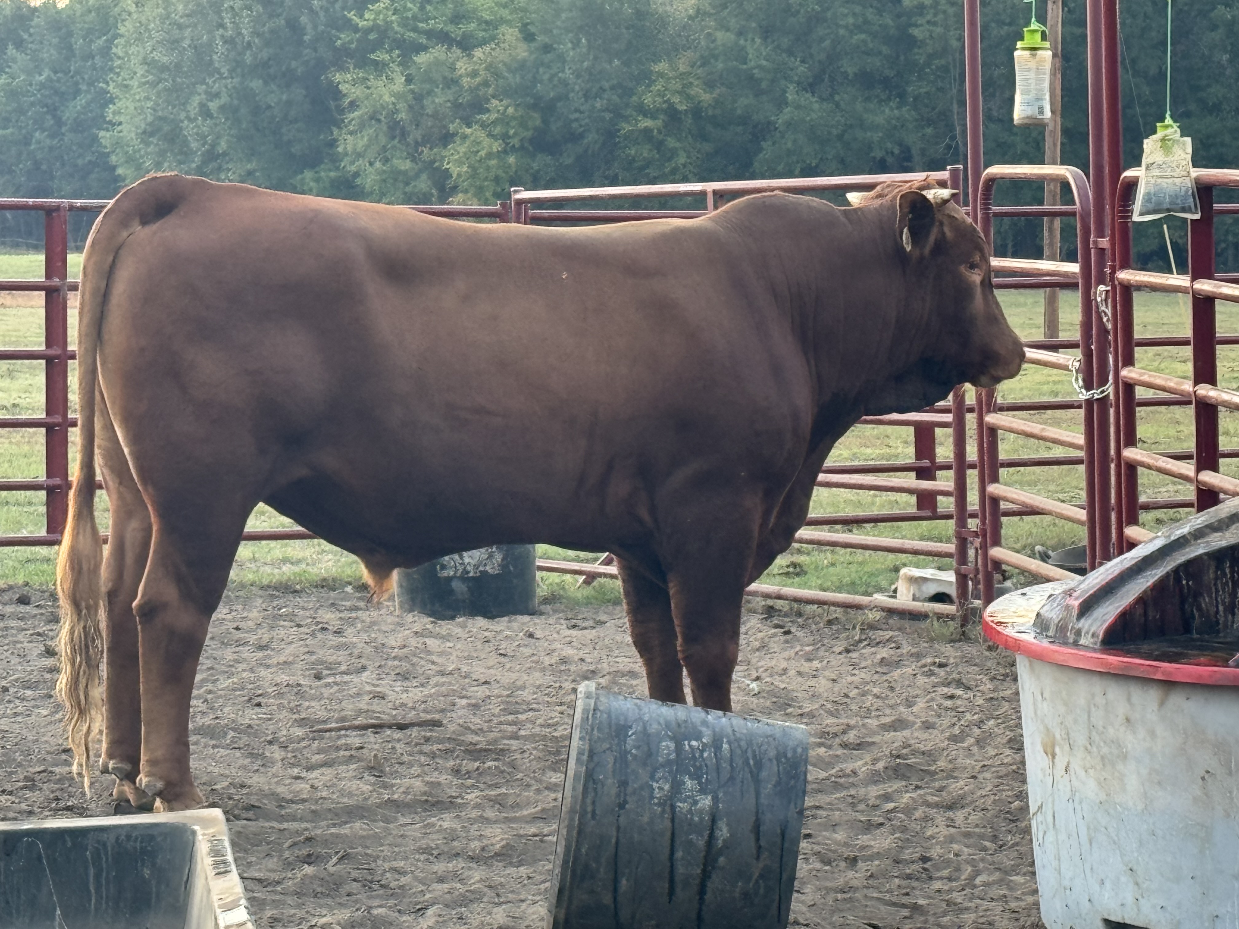 Akaushi/Red Wagyu F2 Bull... Northeast TX