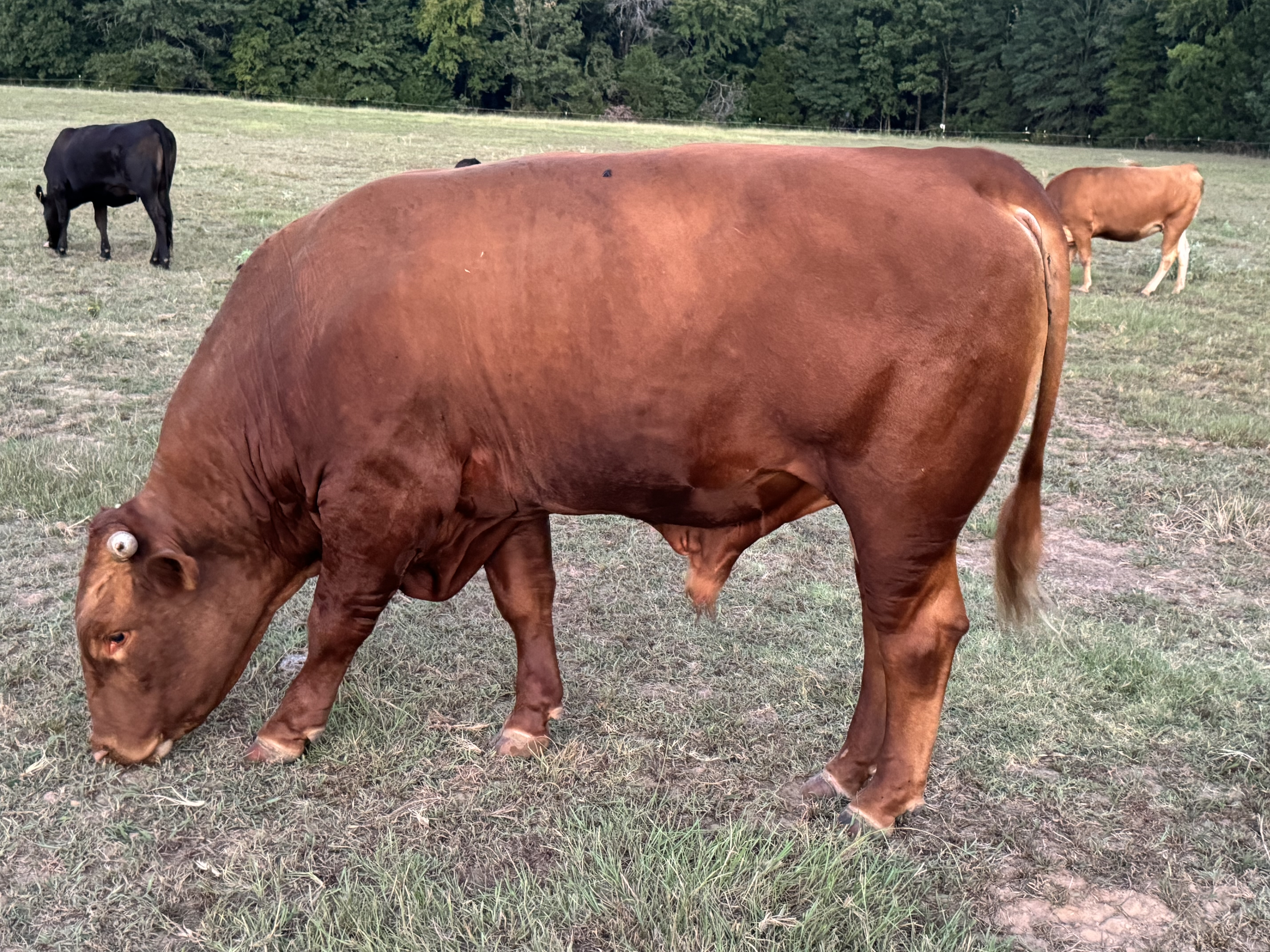 Akaushi/Red Wagyu F2 Bull... Northeast TX