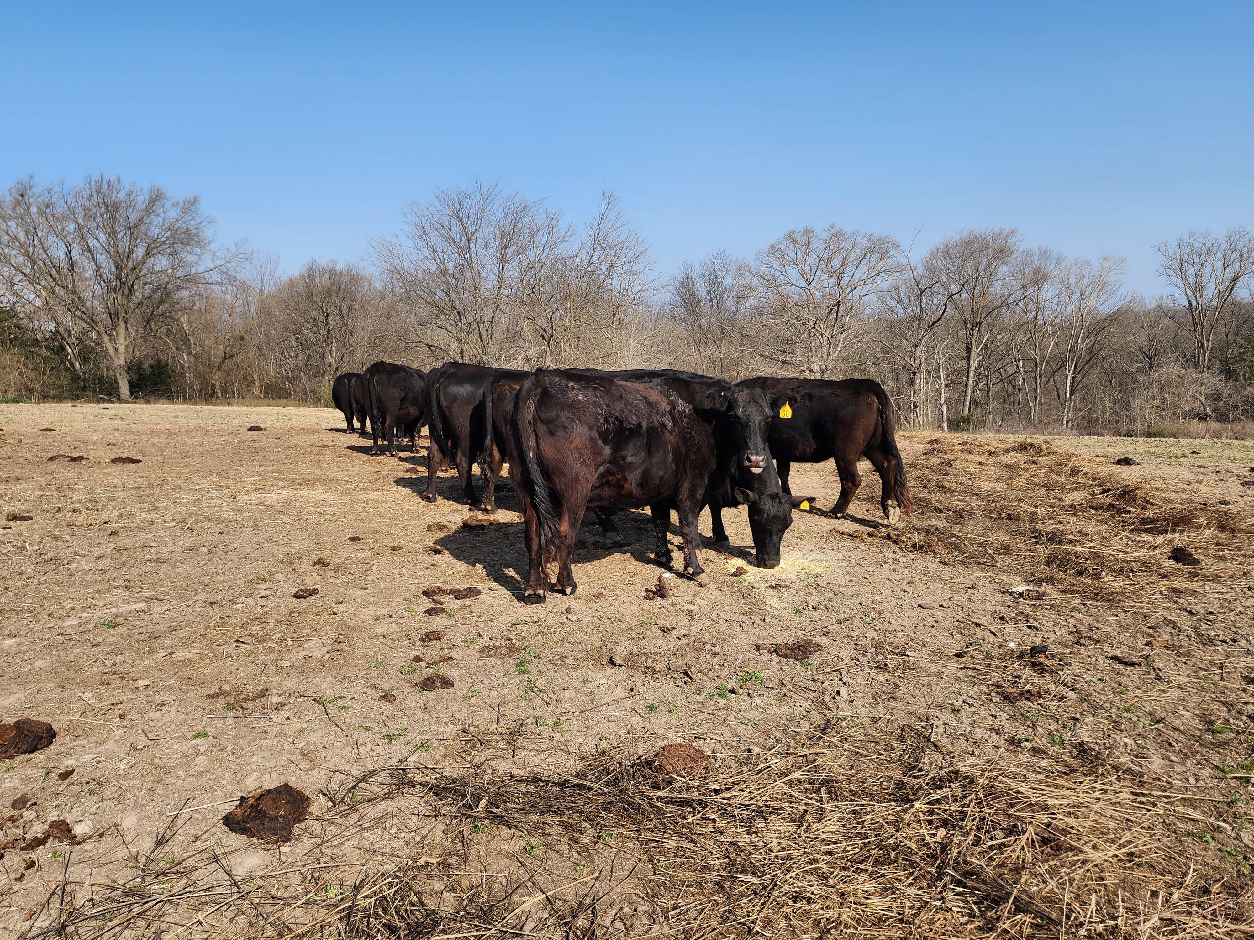 120 fall calving cows