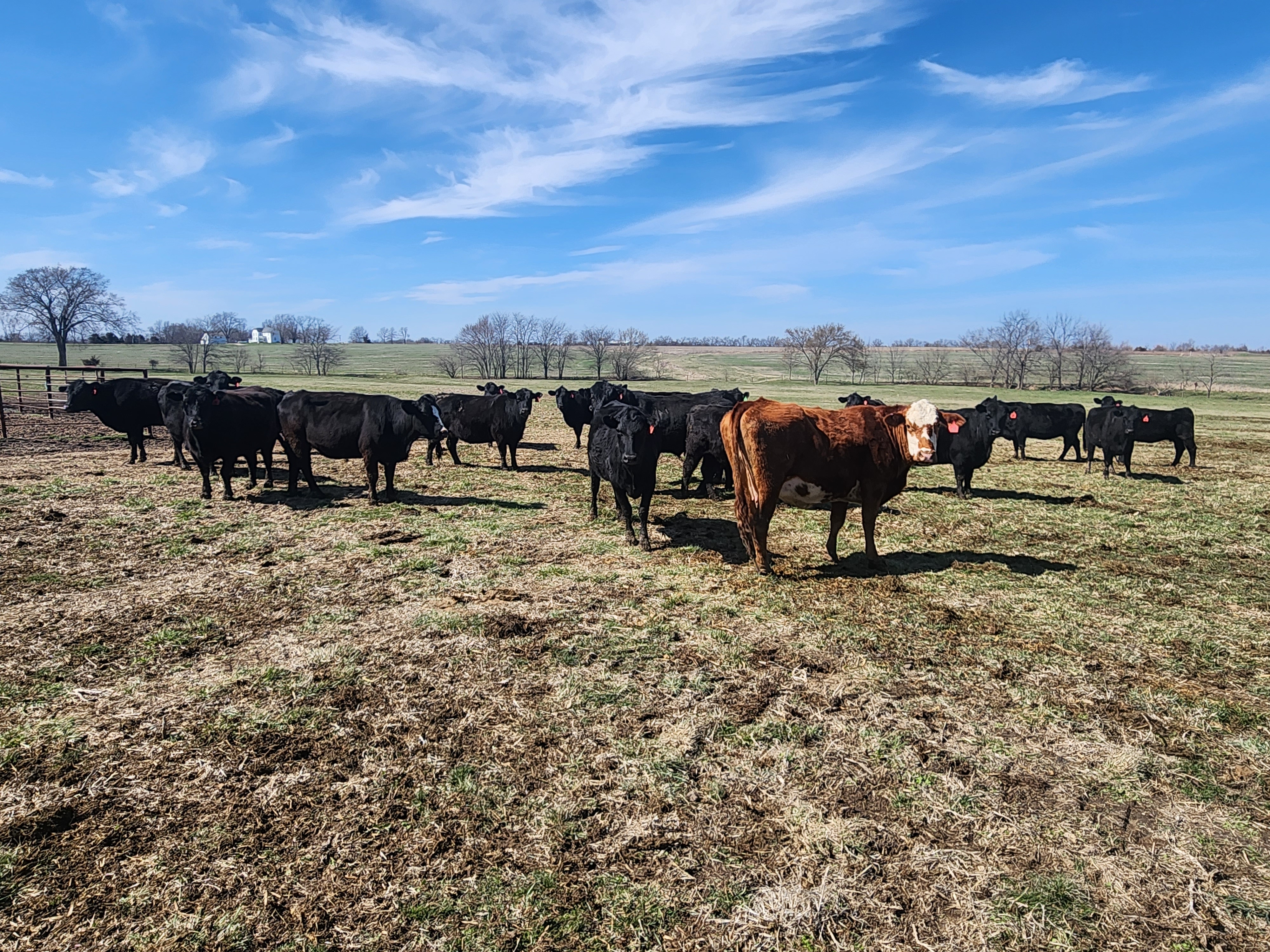 120 fall calving cows