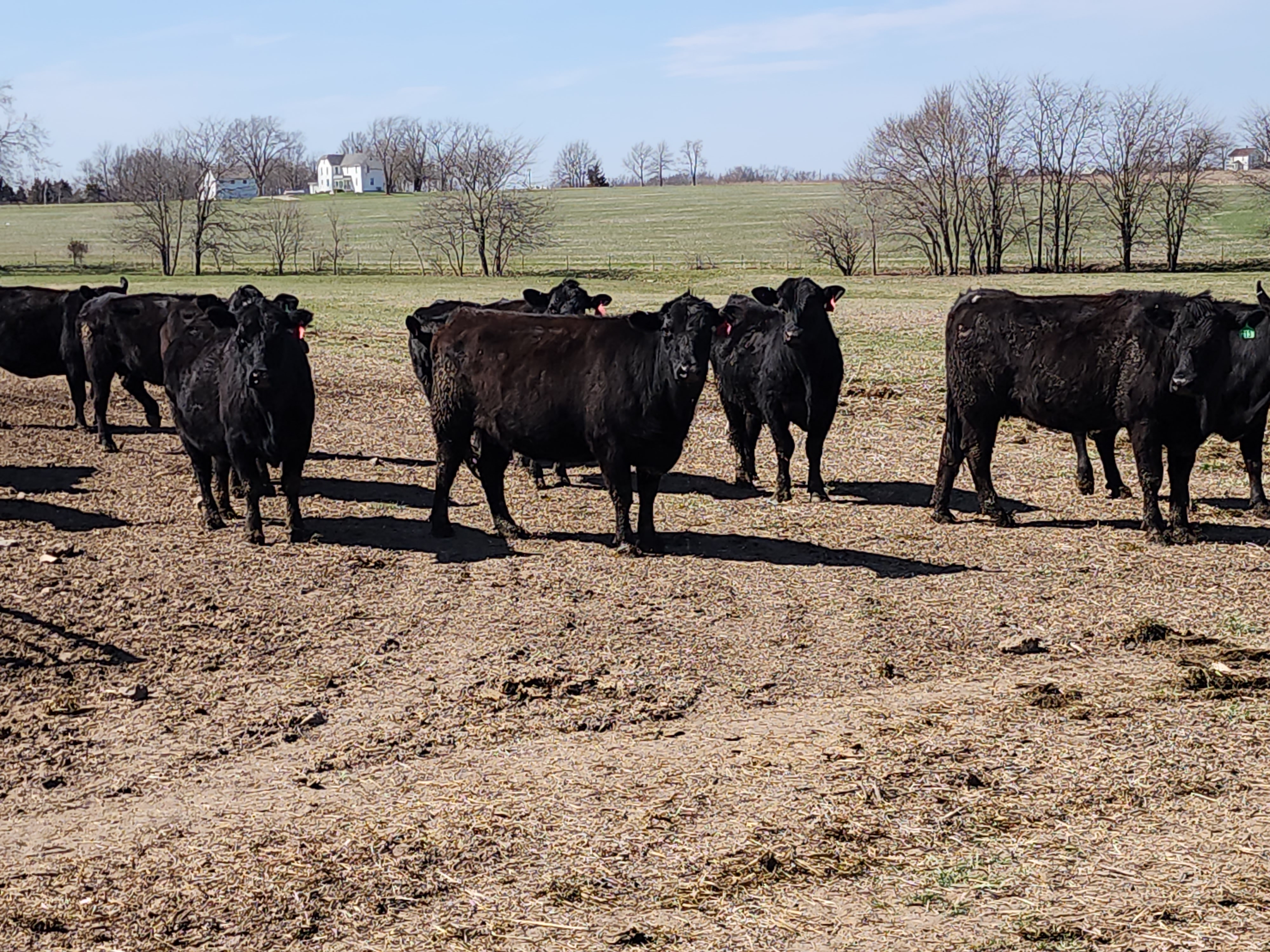 120 fall calving cows