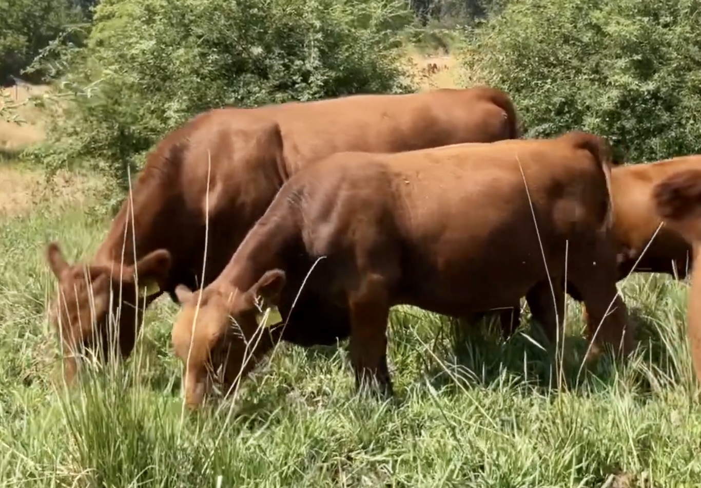 8 Reg. Red Angus Bulls A.I Sired Jumpstart, Franchise - Idaho