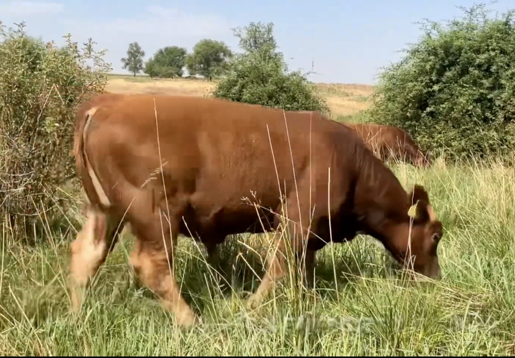 8 Reg. Red Angus Bulls A.I Sired Jumpstart, Franchise - Idaho