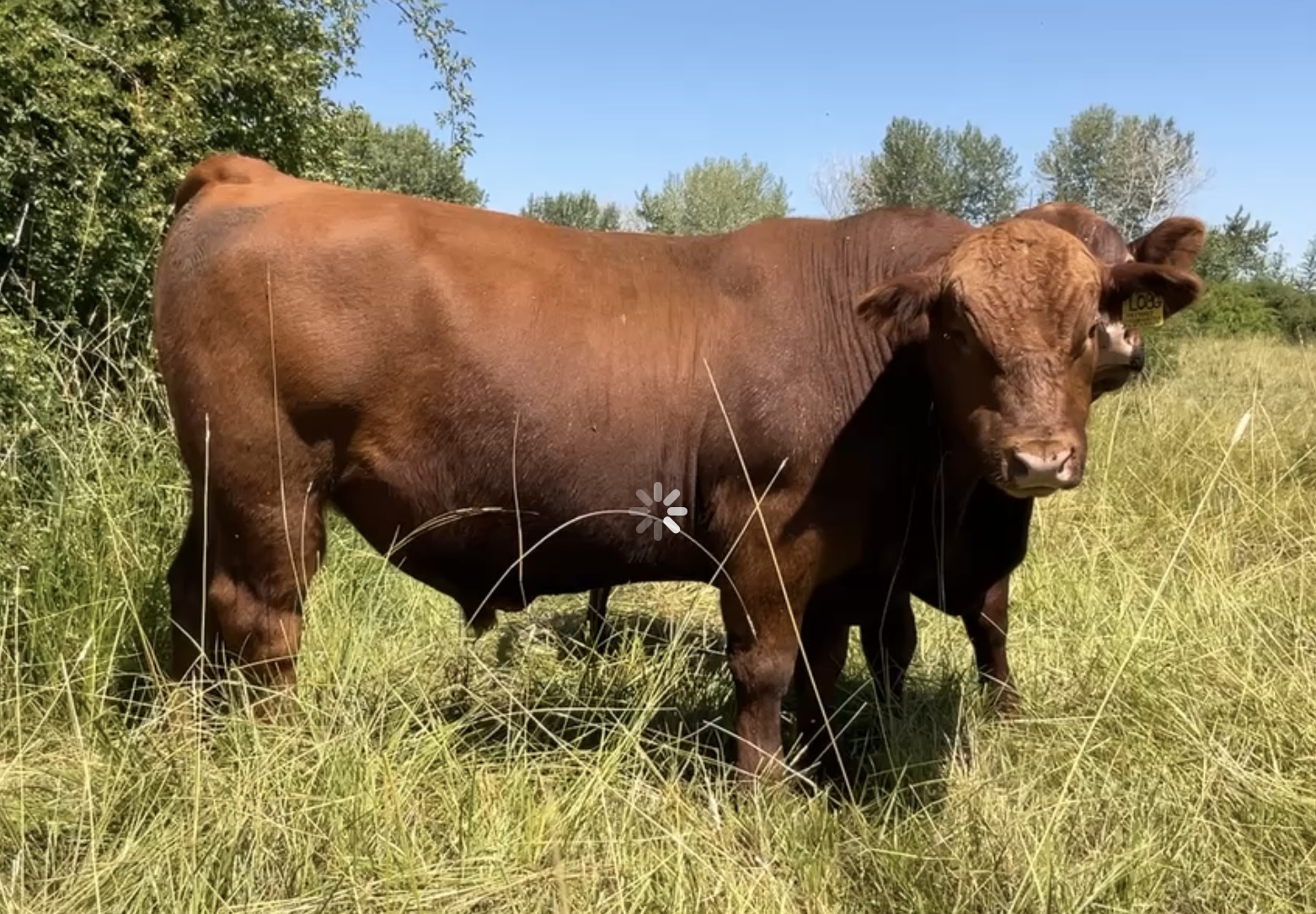 8 Reg. Red Angus Bulls A.I Sired Jumpstart, Franchise - Idaho