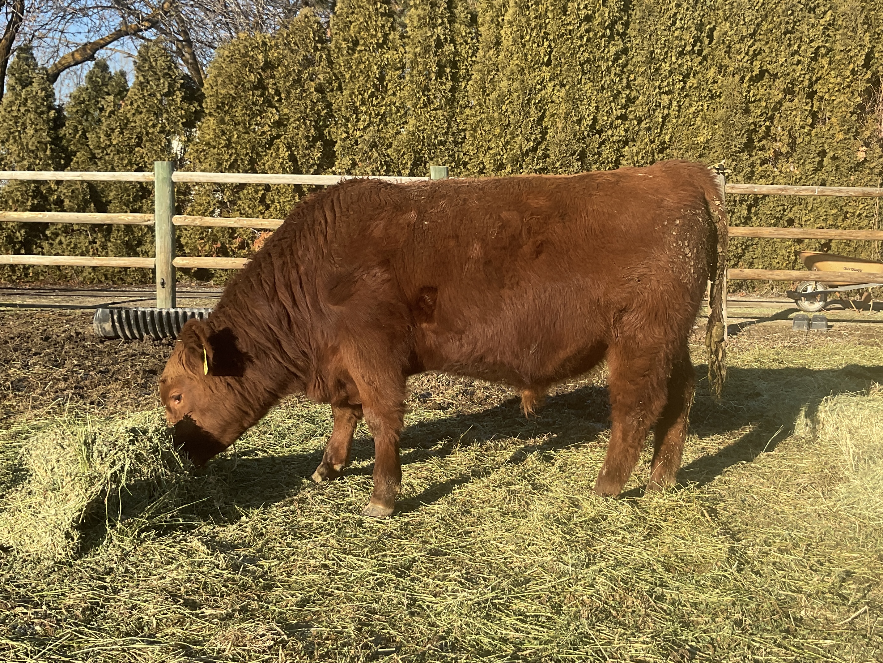 8 Reg. Red Angus Bulls A.I Sired Jumpstart, Franchise - Idaho