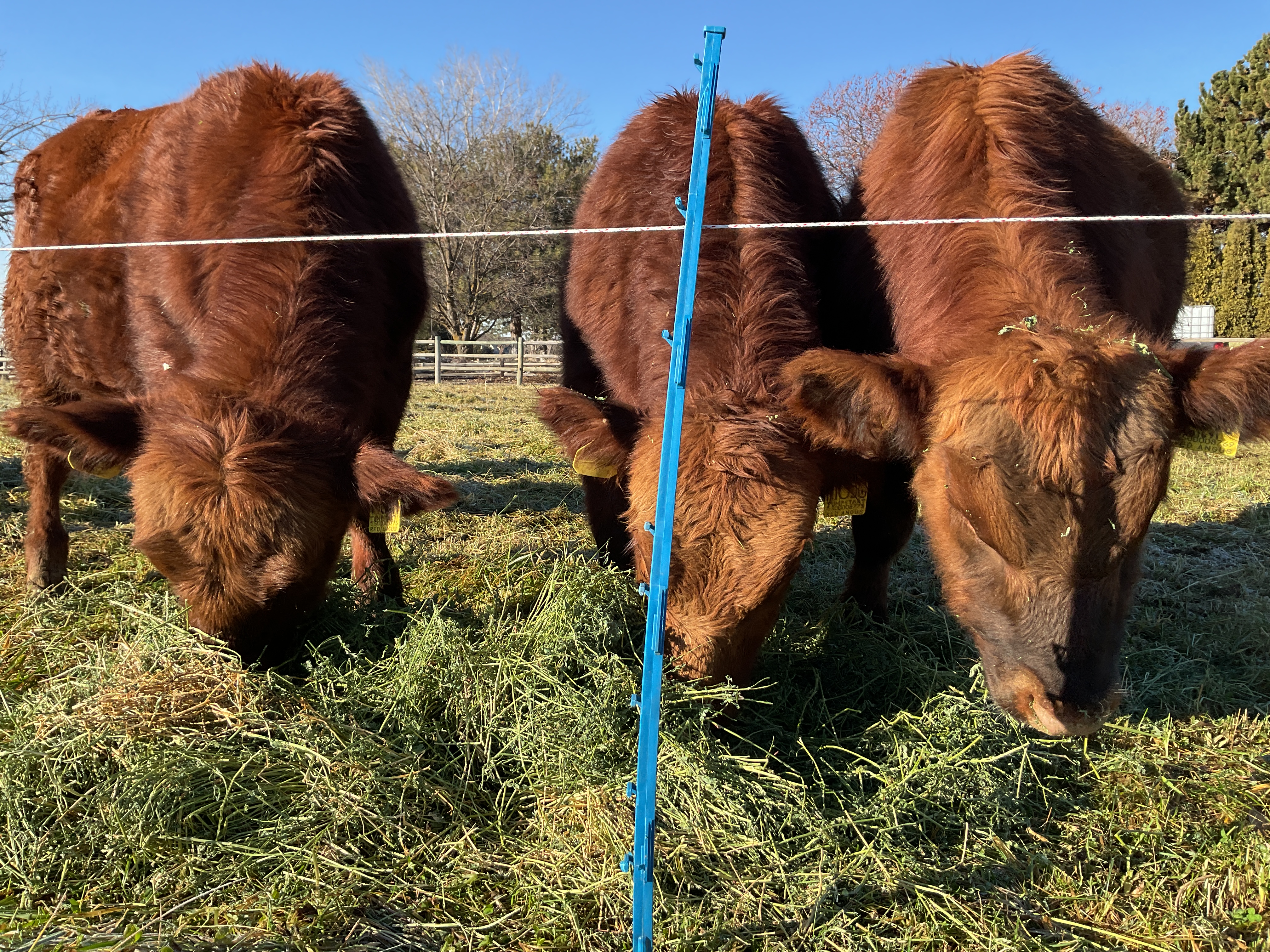 8 Reg. Red Angus Bulls A.I Sired Jumpstart, Franchise - Idaho