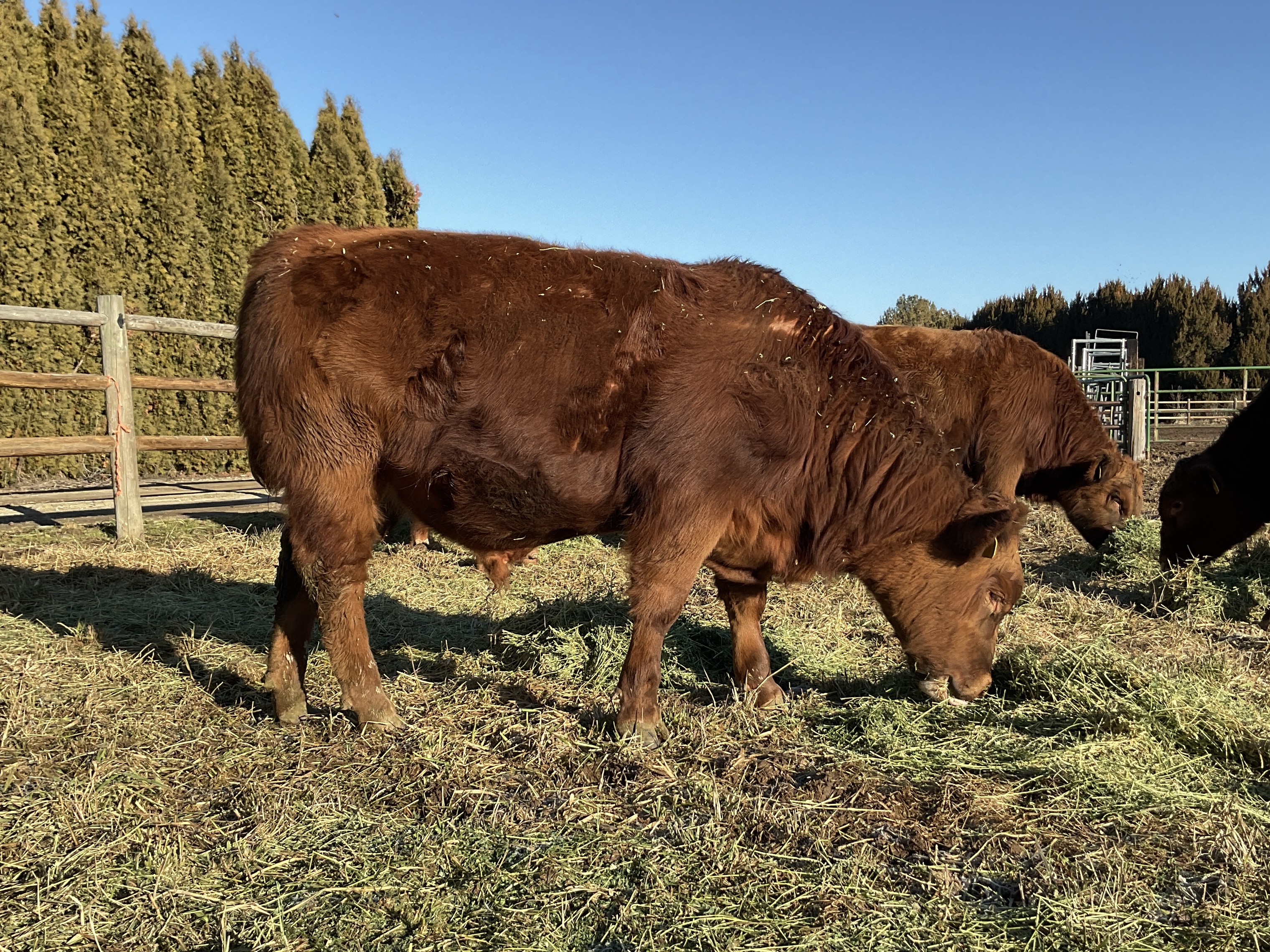 8 Reg. Red Angus Bulls A.I Sired Jumpstart, Franchise - Idaho