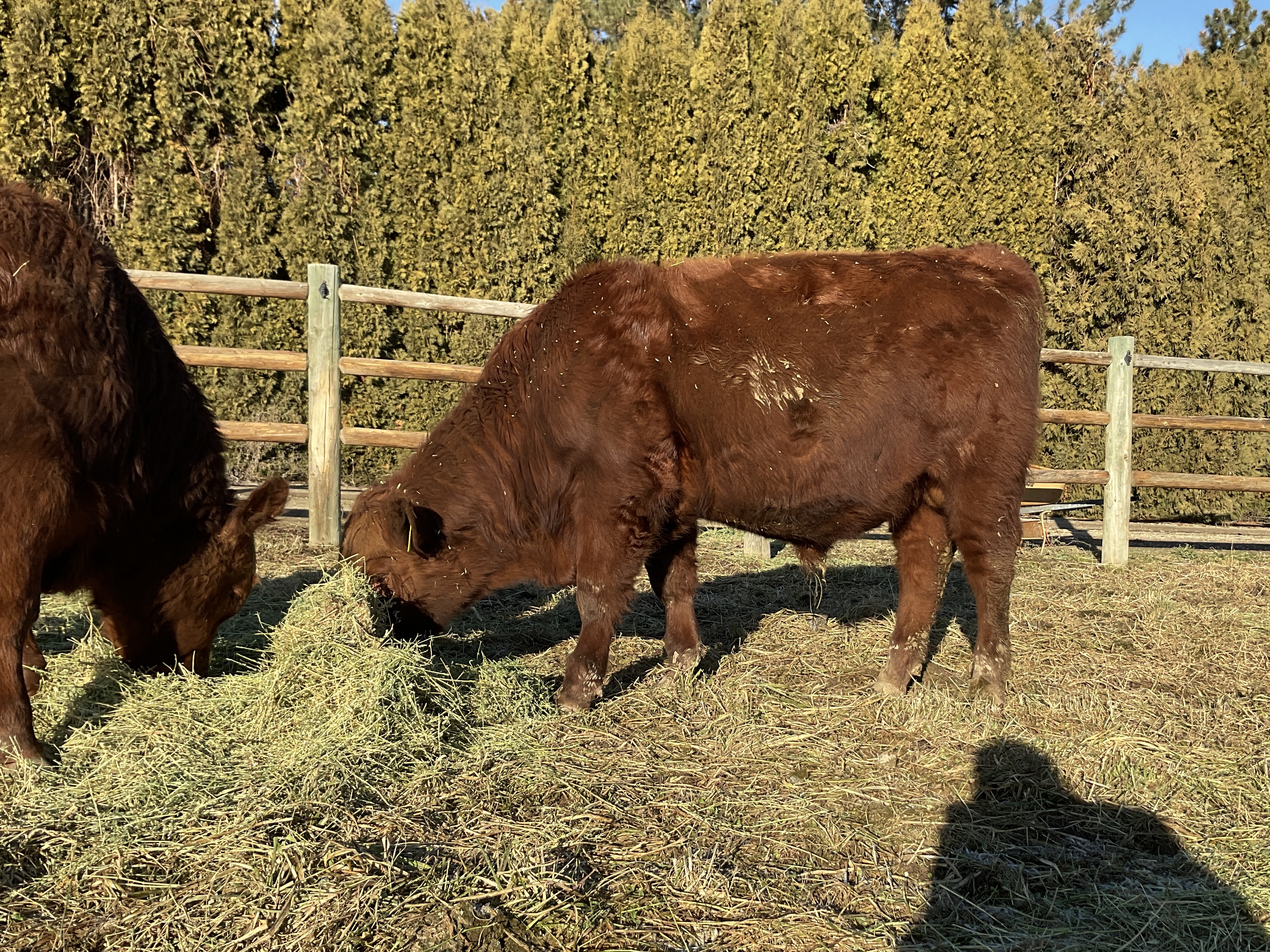 8 Reg. Red Angus Bulls A.I Sired Jumpstart, Franchise - Idaho