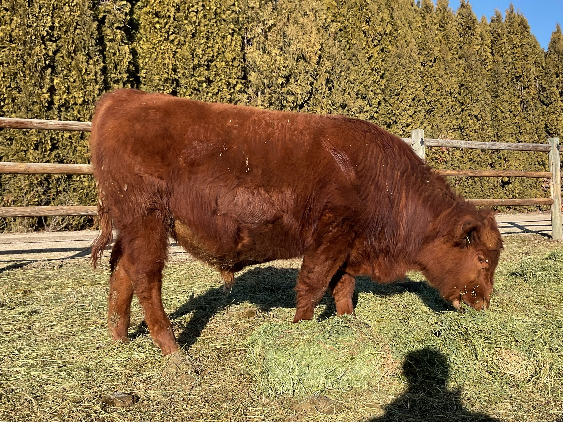 8 Reg. Red Angus Bulls A.I Sired Jumpstart, Franchise - Idaho