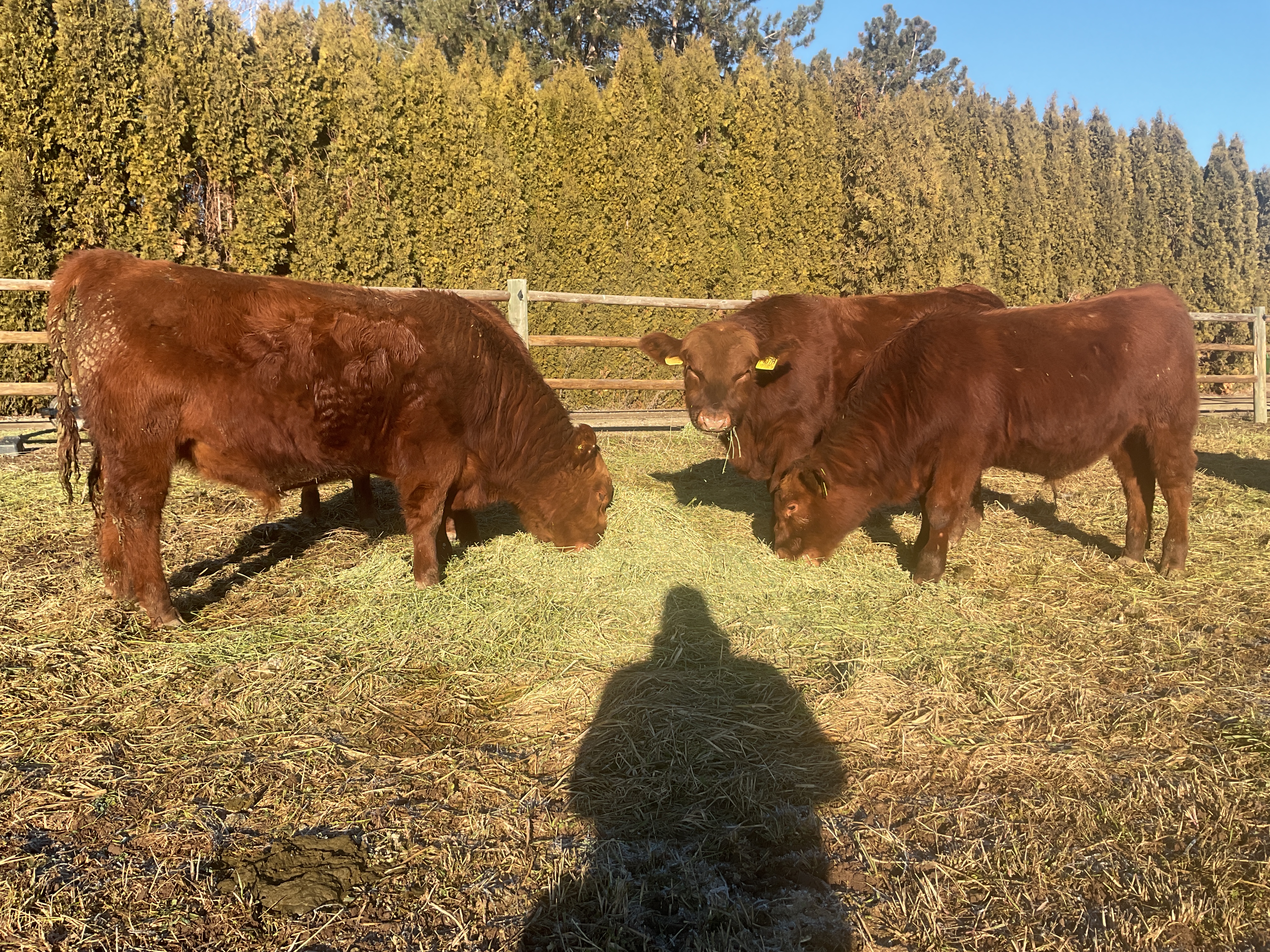 8 Reg. Red Angus Bulls A.I Sired Jumpstart, Franchise - Idaho