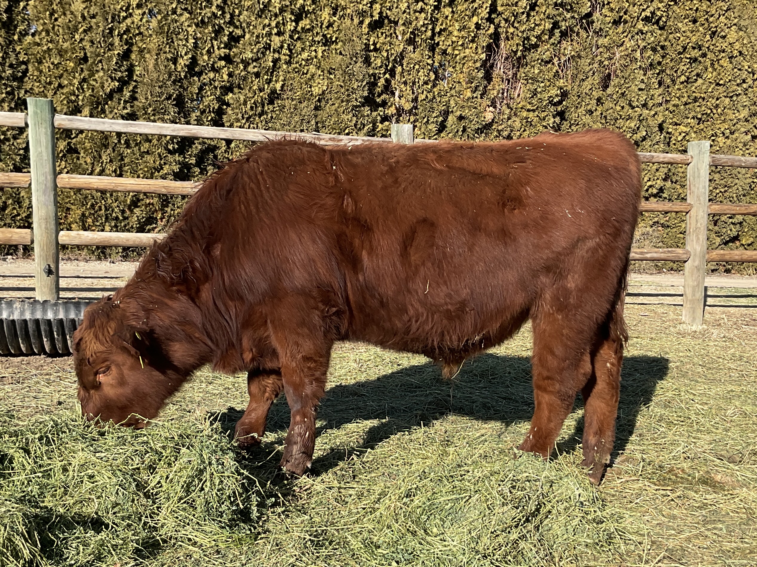 8 Reg. Red Angus Bulls A.I Sired Jumpstart, Franchise - Idaho