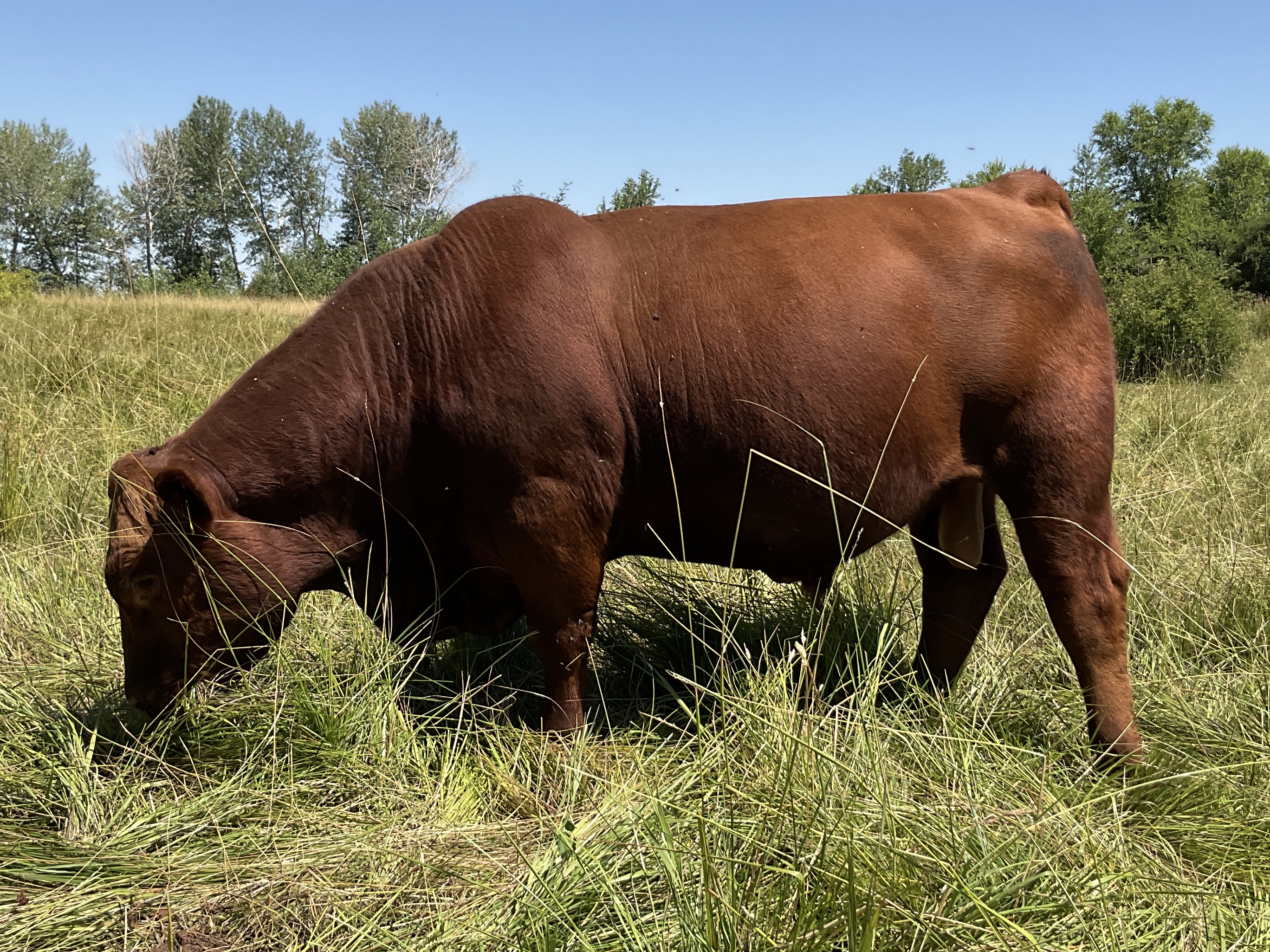 8 Reg. Red Angus Bulls A.I Sired Jumpstart, Franchise - Idaho